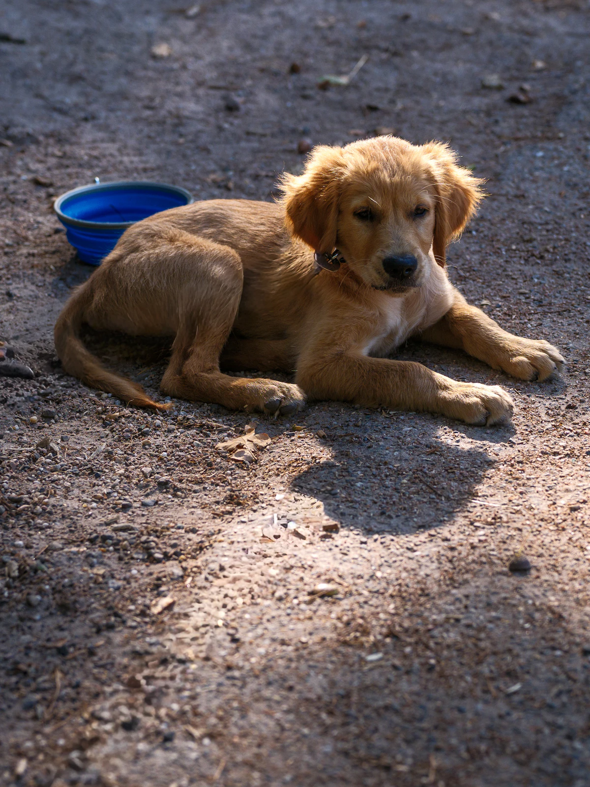 A golden retriever puppy resting beside its water bowl — a young dog in the weeks when a growth record sheet tells the most