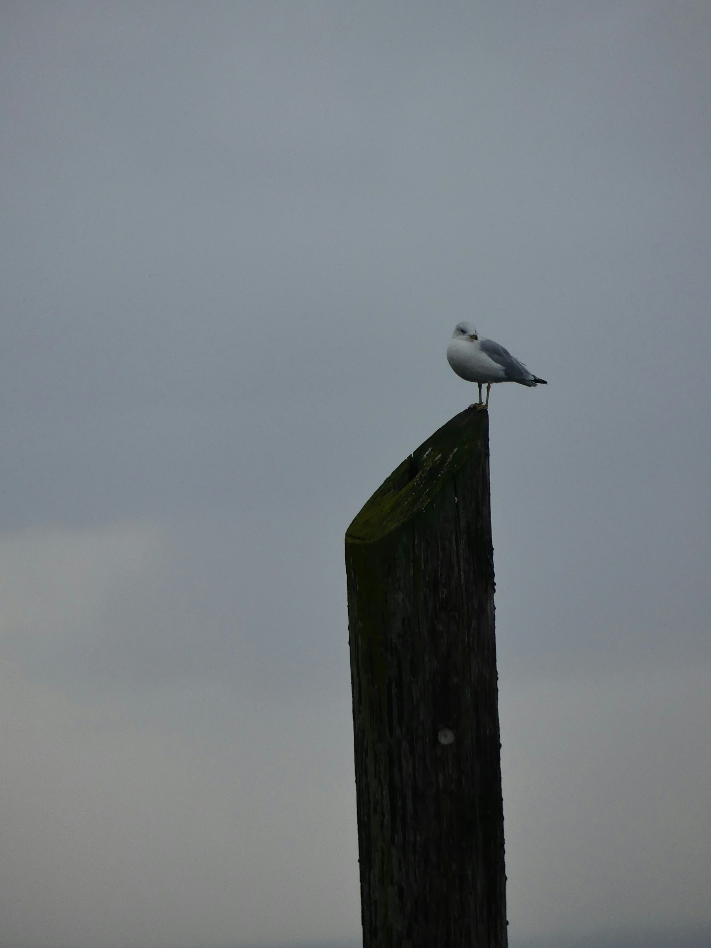 Seagull perched on a weathered wooden post.