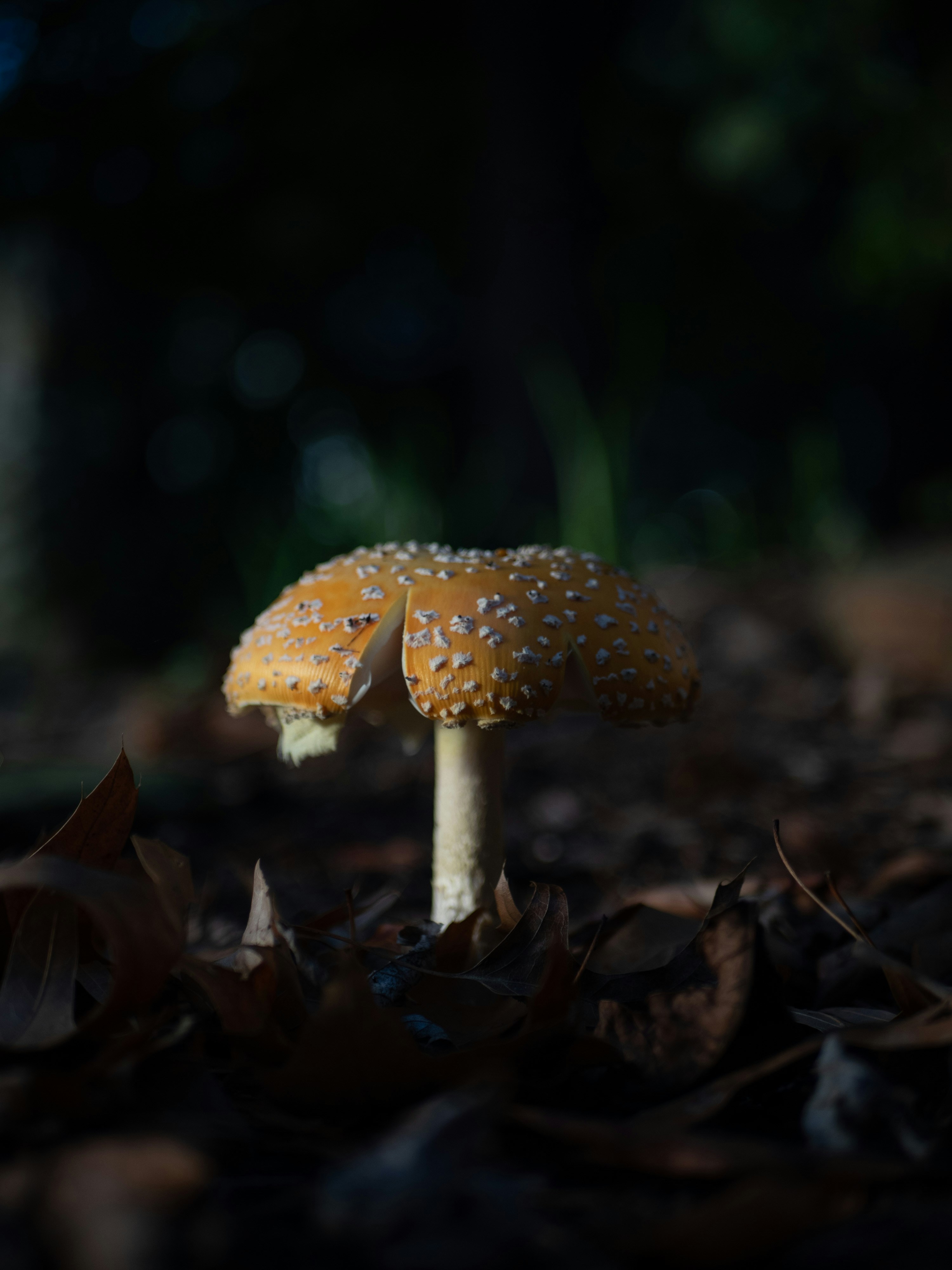 Un solo hongo con manchas blancas en su sombrero.