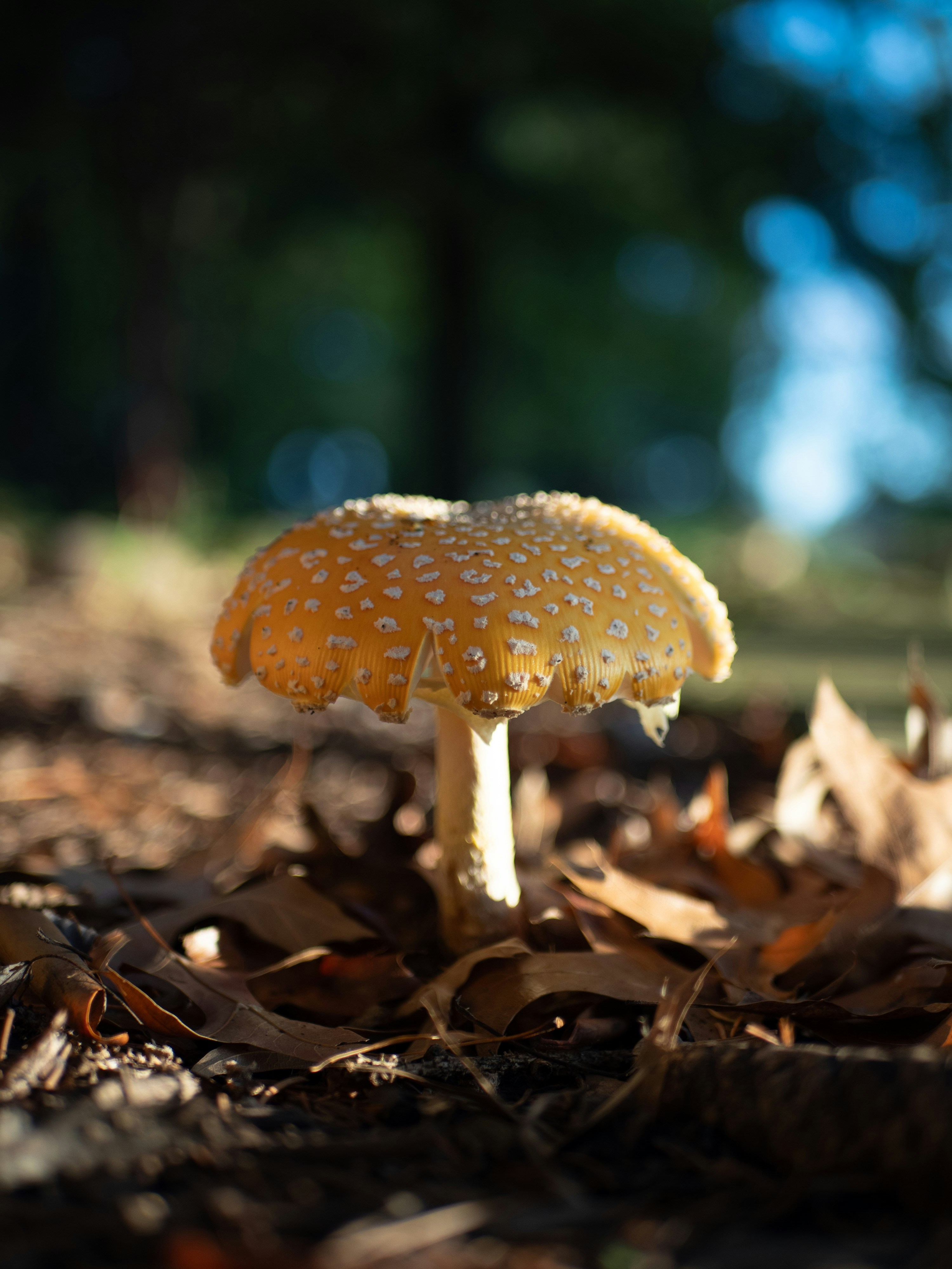 A single mushroom with white spots on its cap.