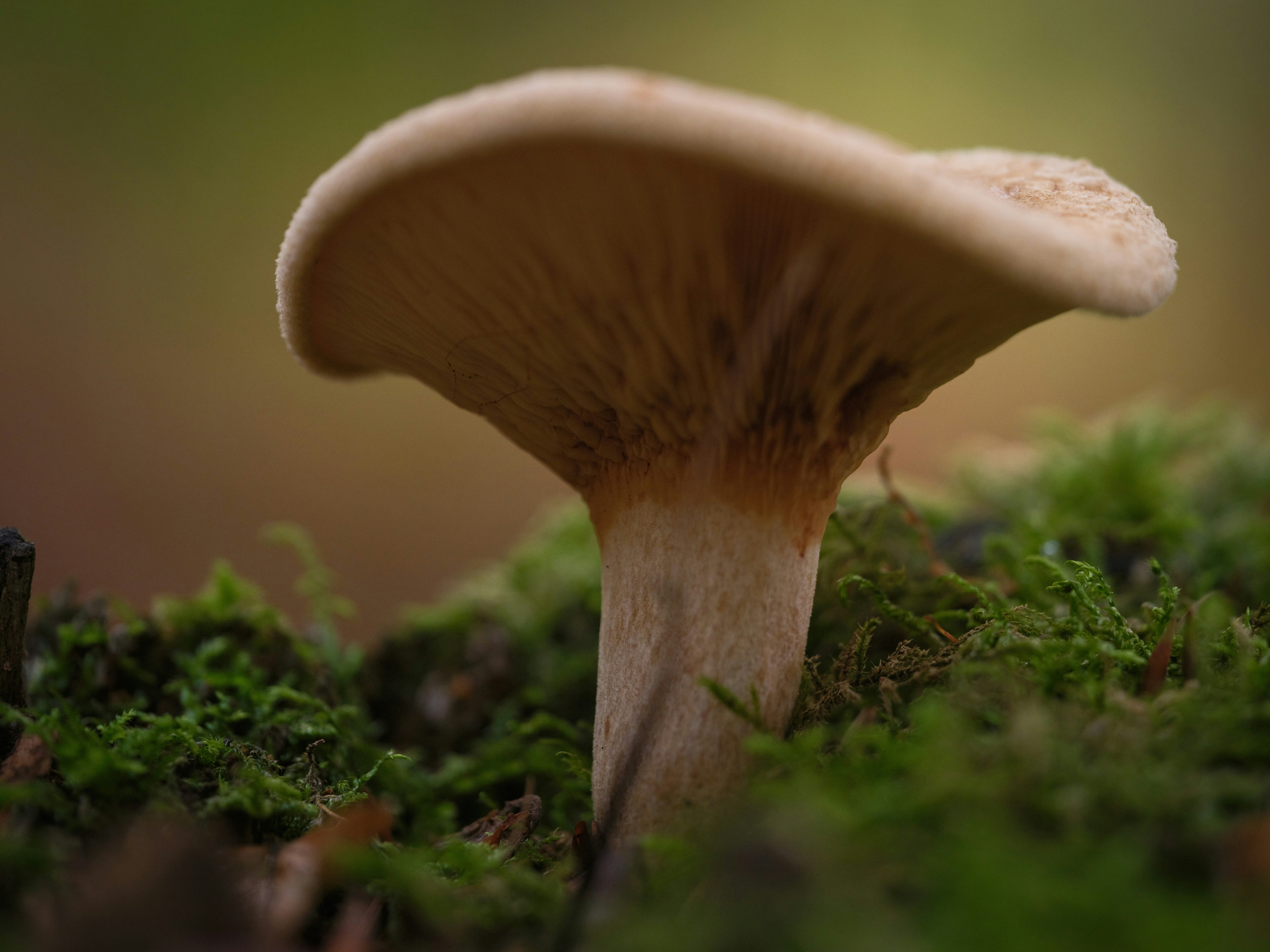 Photo by haberdoedas