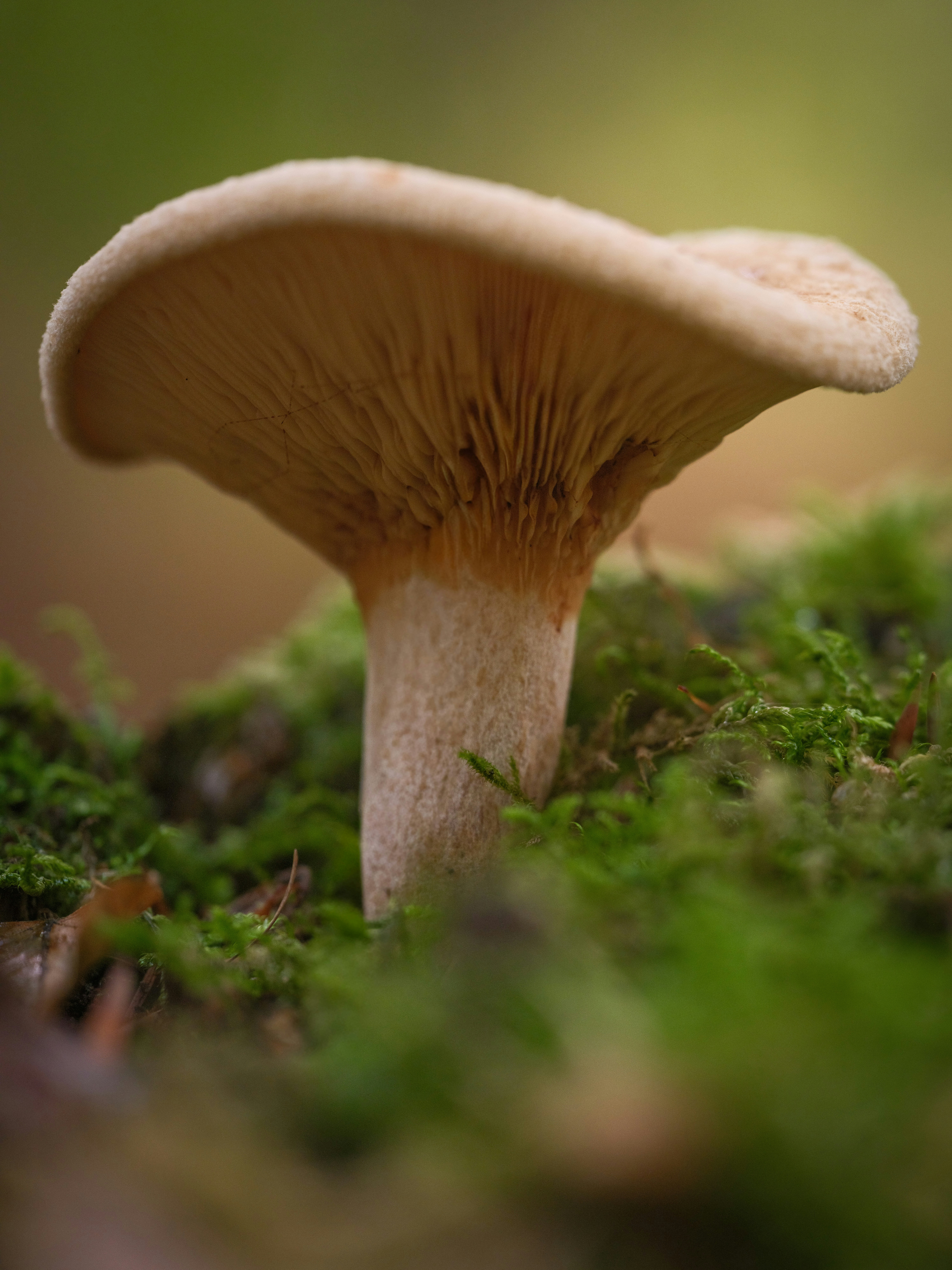 Photo by haberdoedas