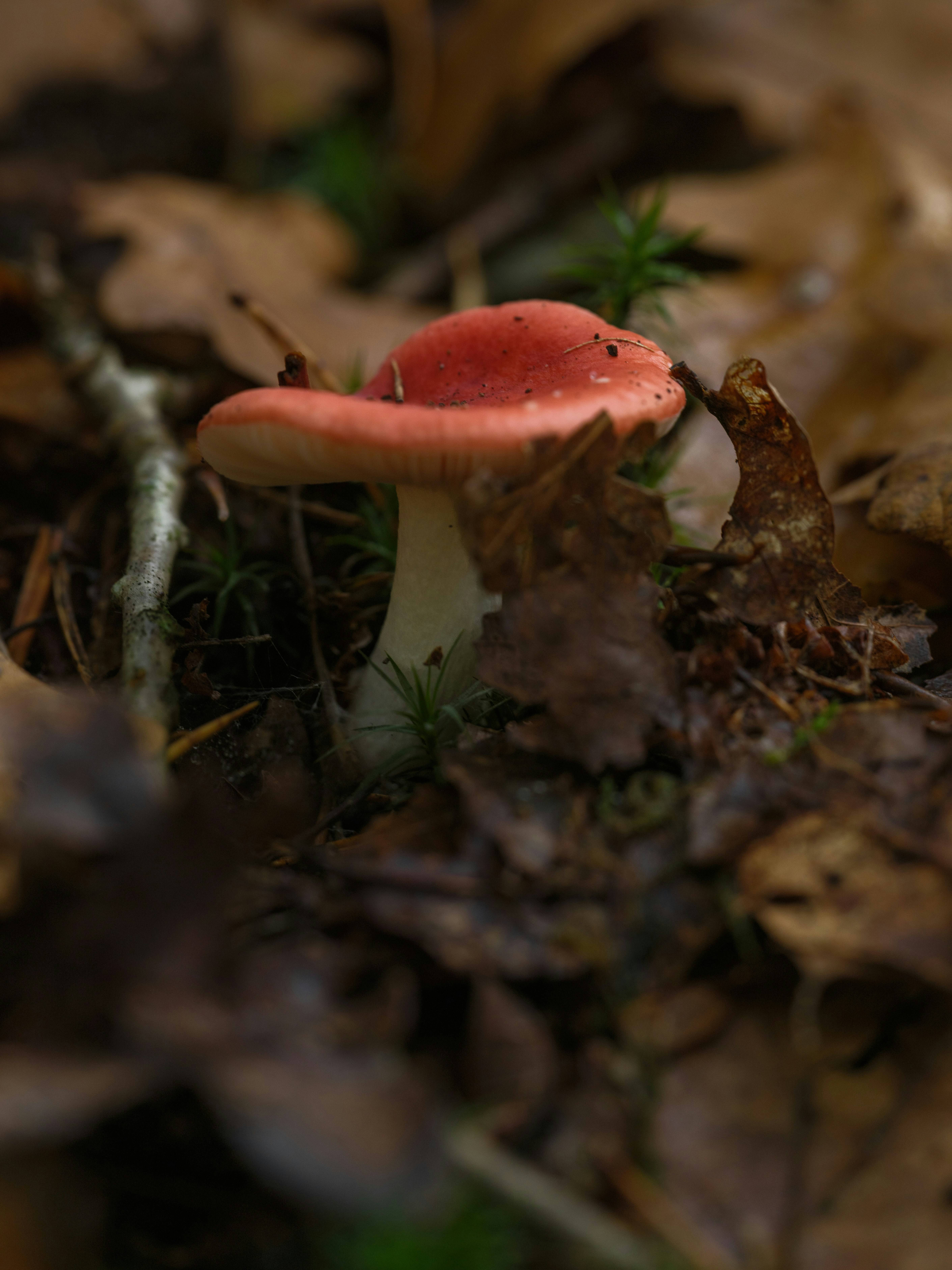 Photo by haberdoedas