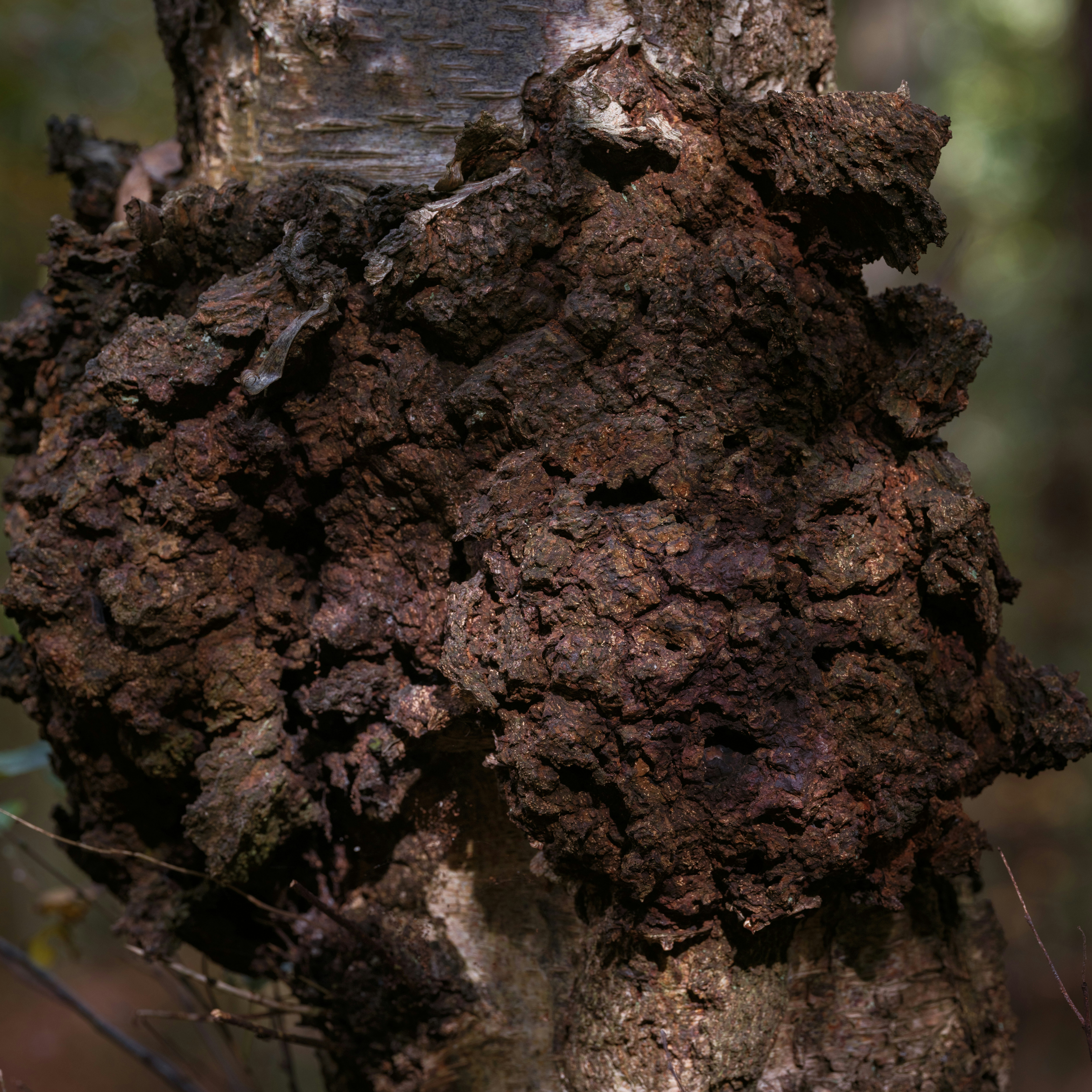 Photo by haberdoedas