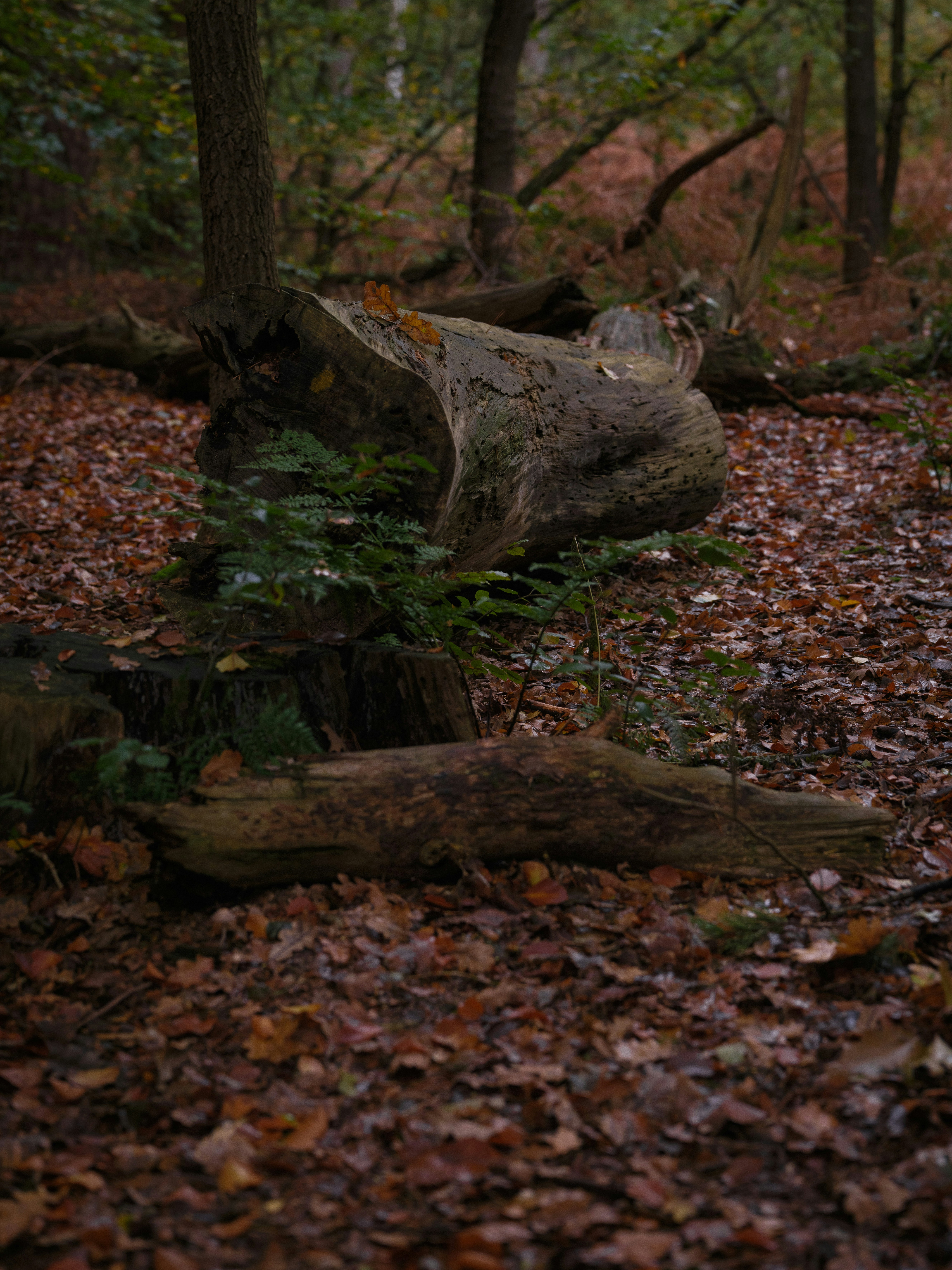 Photo by haberdoedas