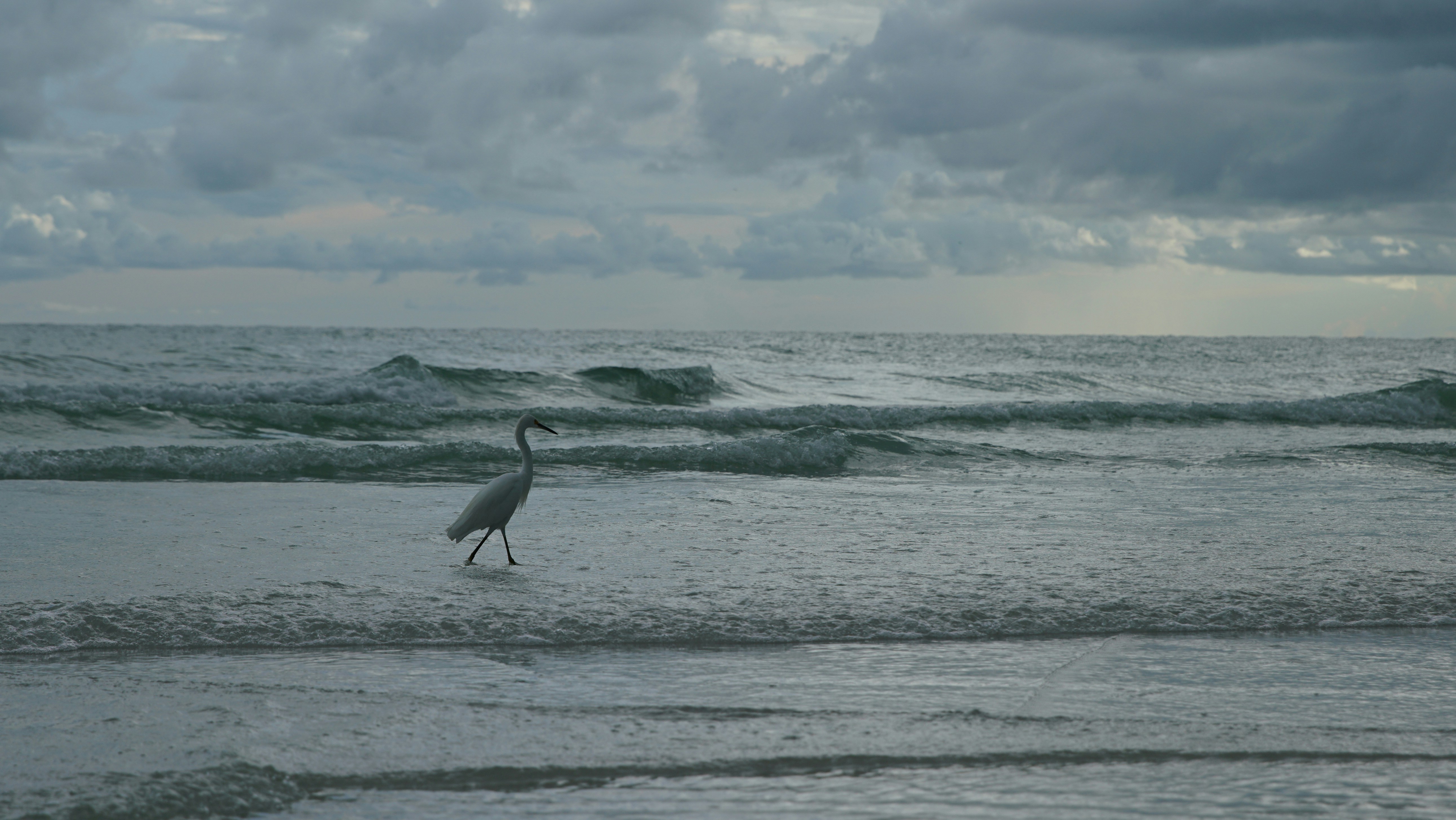 A bird walks on a beach with ocean waves.