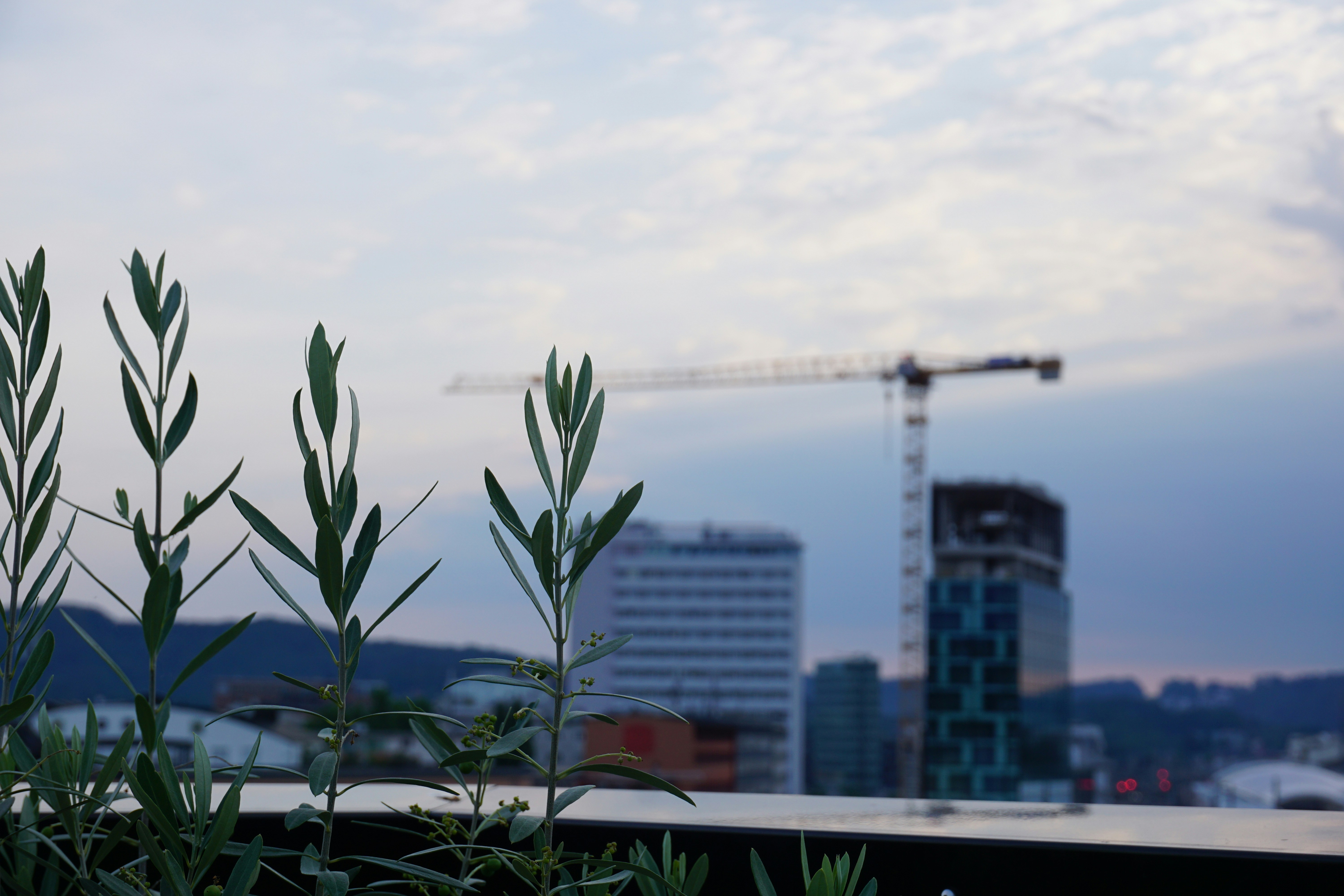 Green plant growth progress
