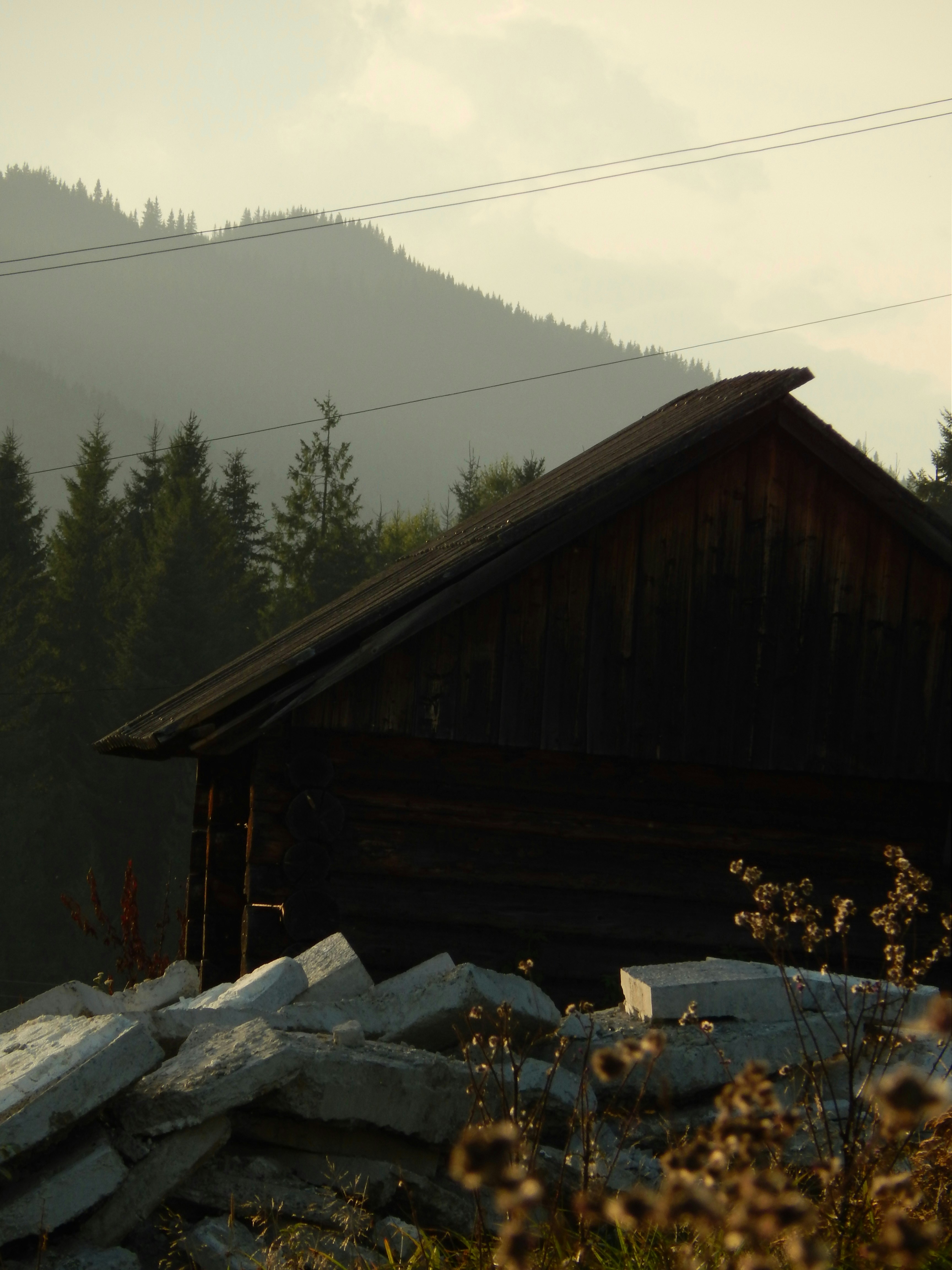 Rustikale Holzhütte inmitten von Pinien