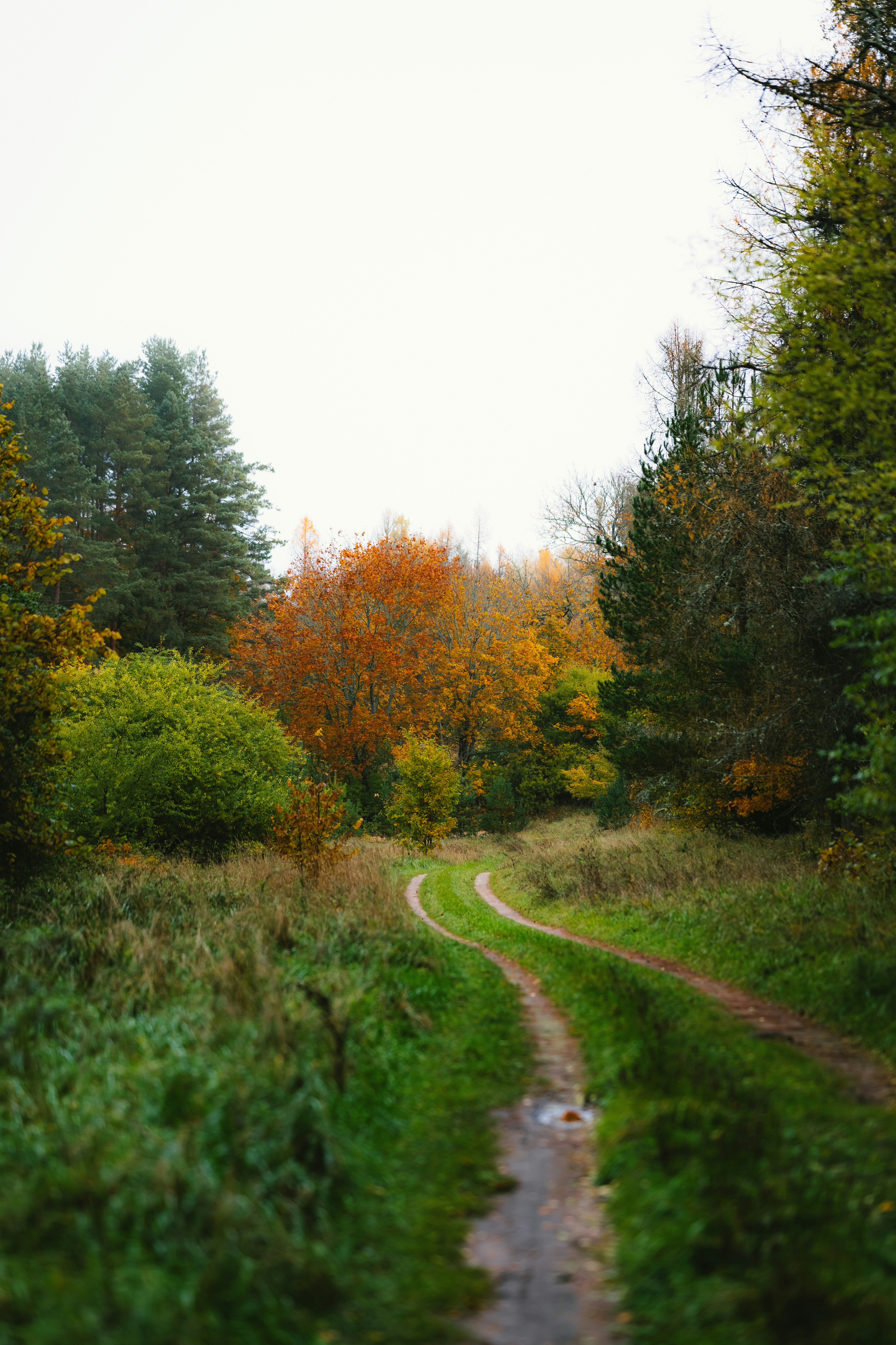 Photo by kristapsungurs