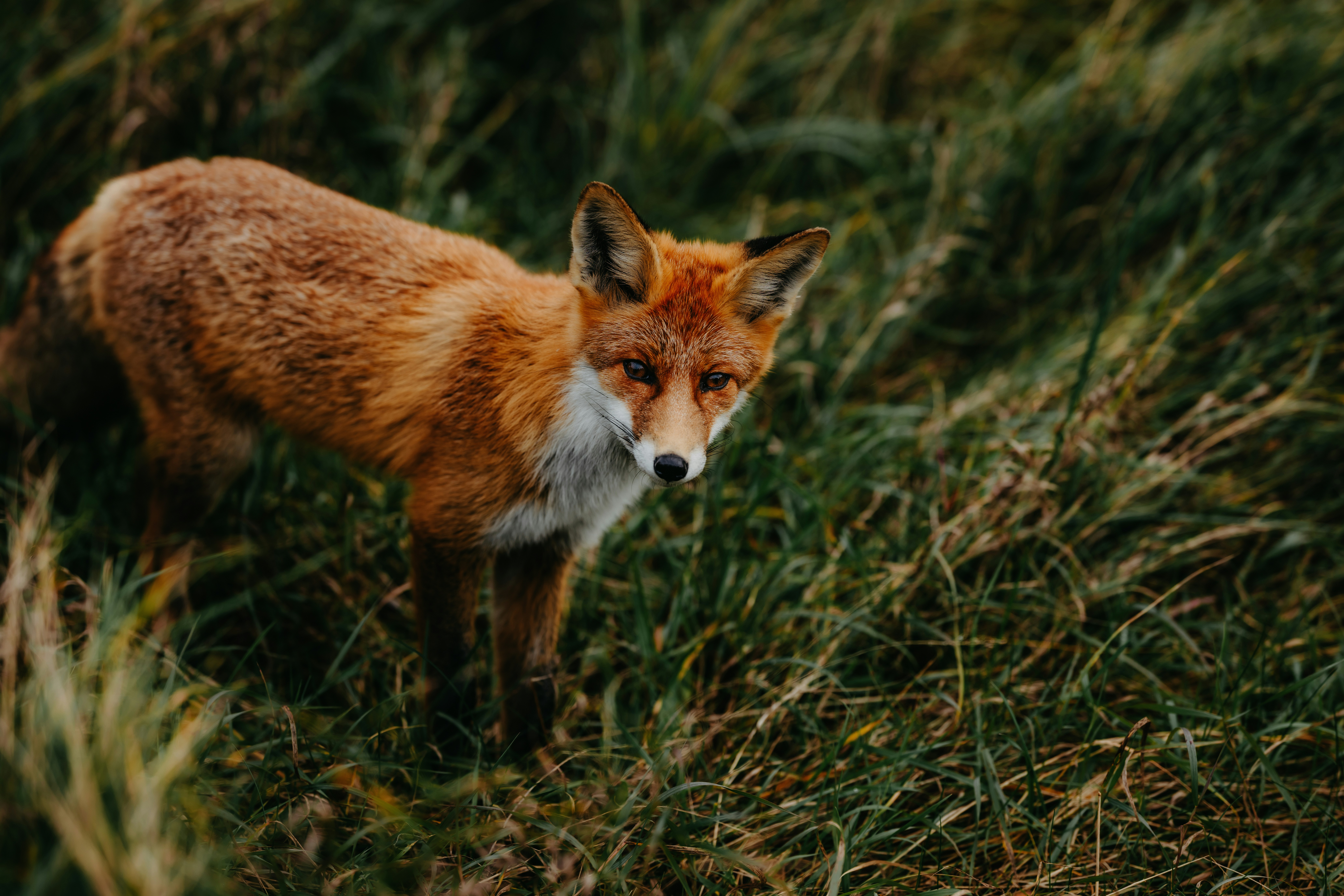 Photo by kristapsungurs