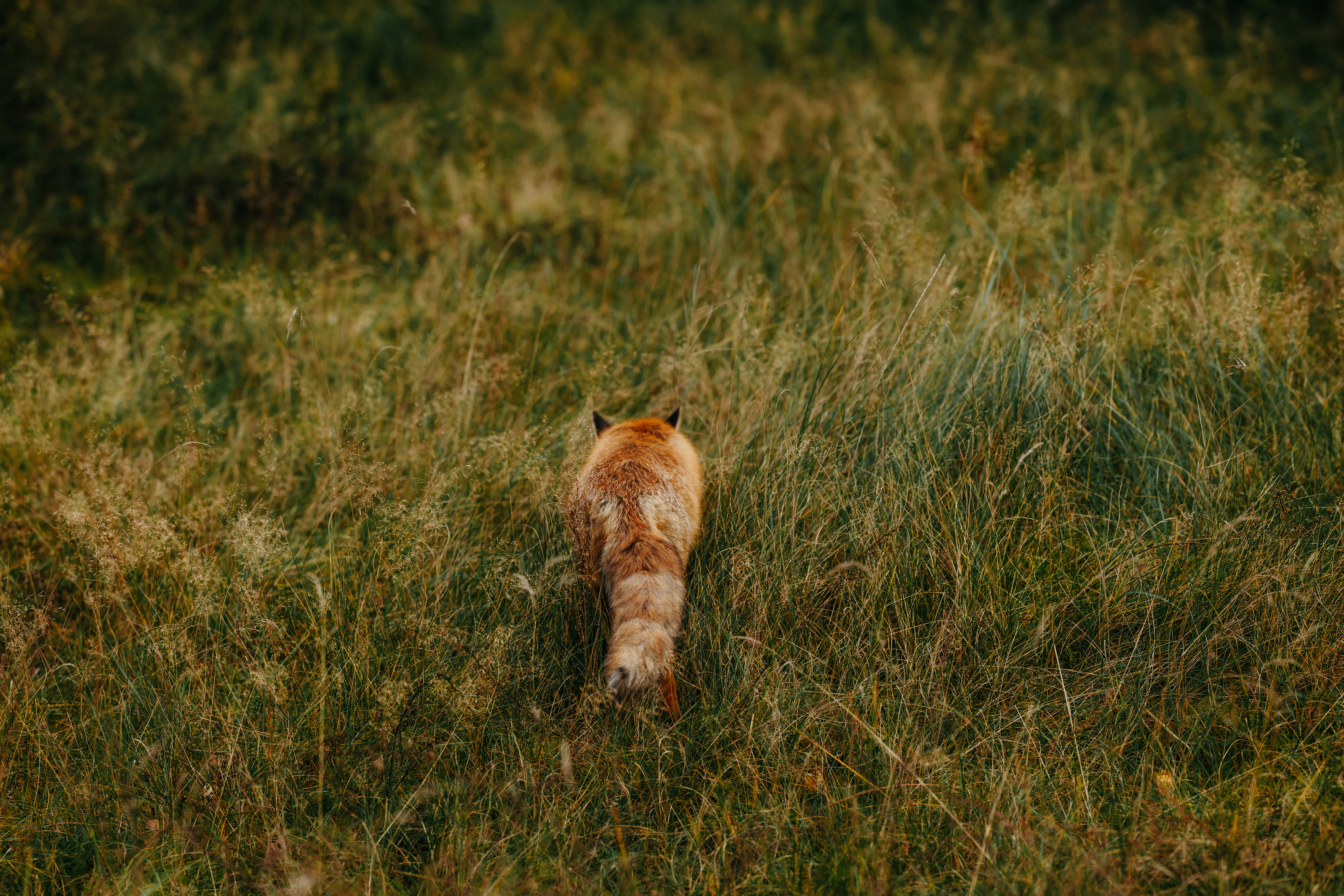Photo by kristapsungurs