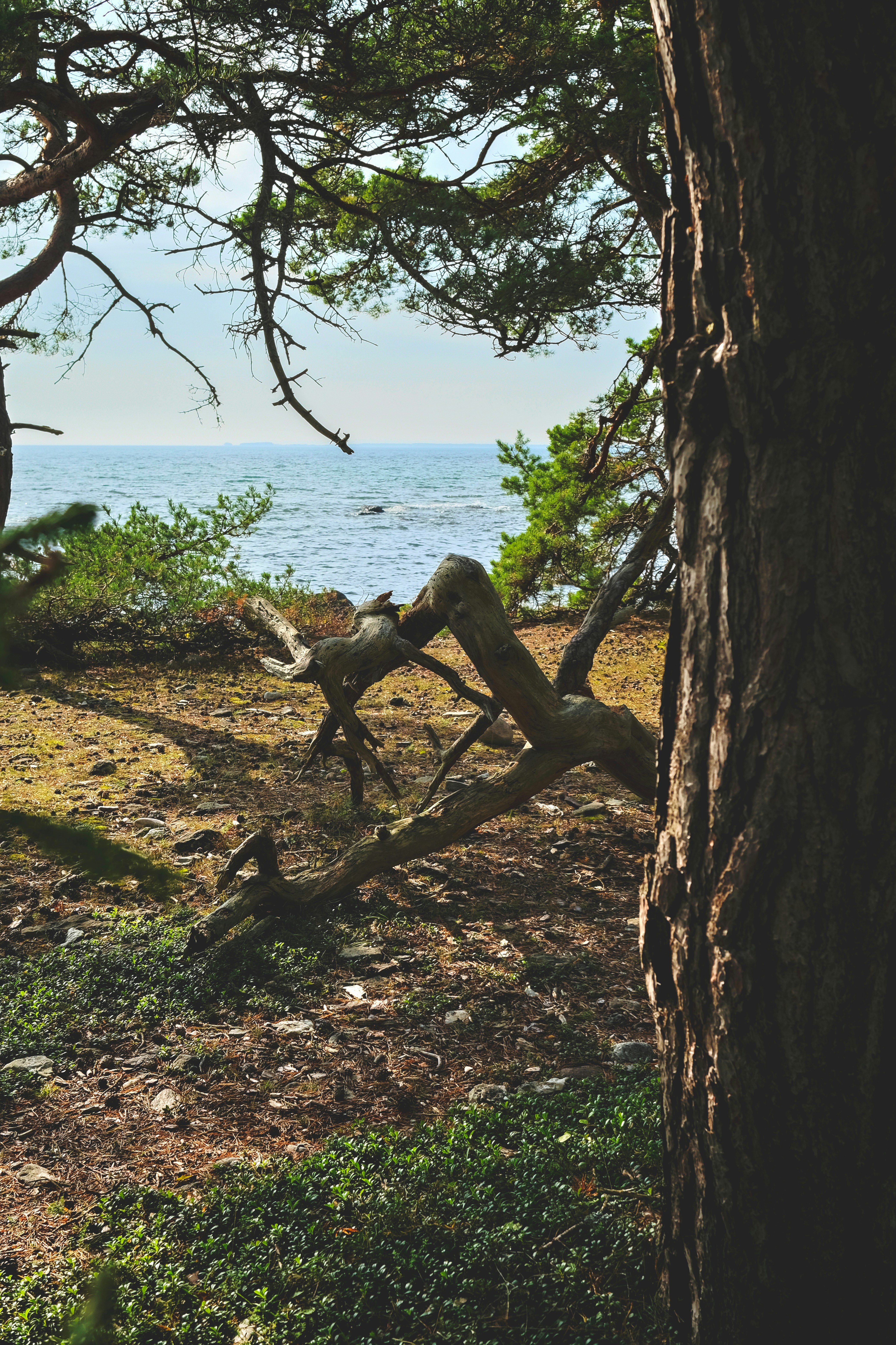 Photo by magnusjonasson