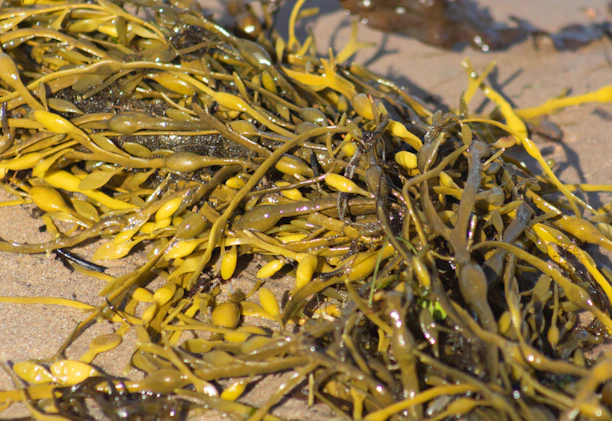 Close-up of wet, golden seaweed on sand.