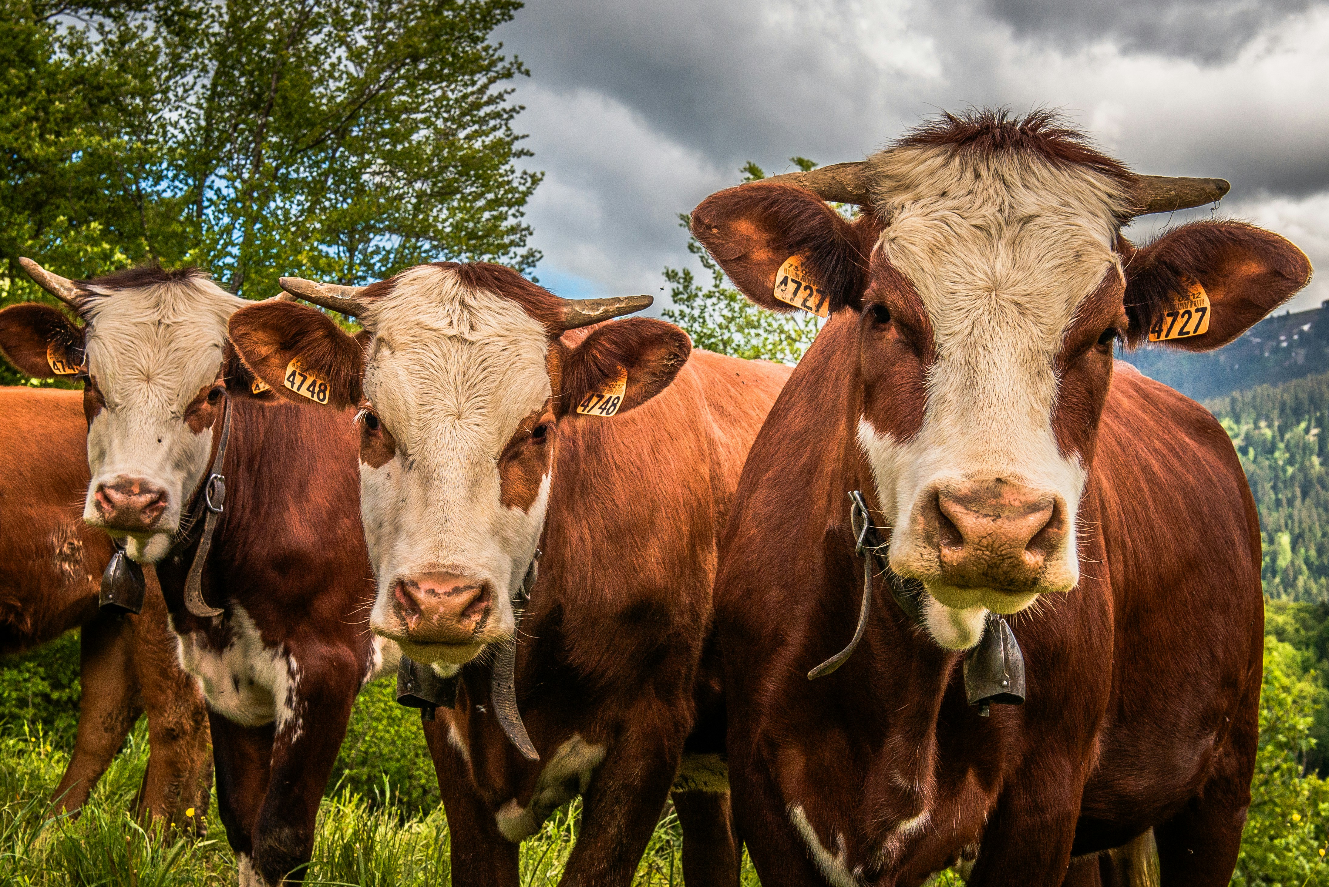 Three cows stand close together in a field.