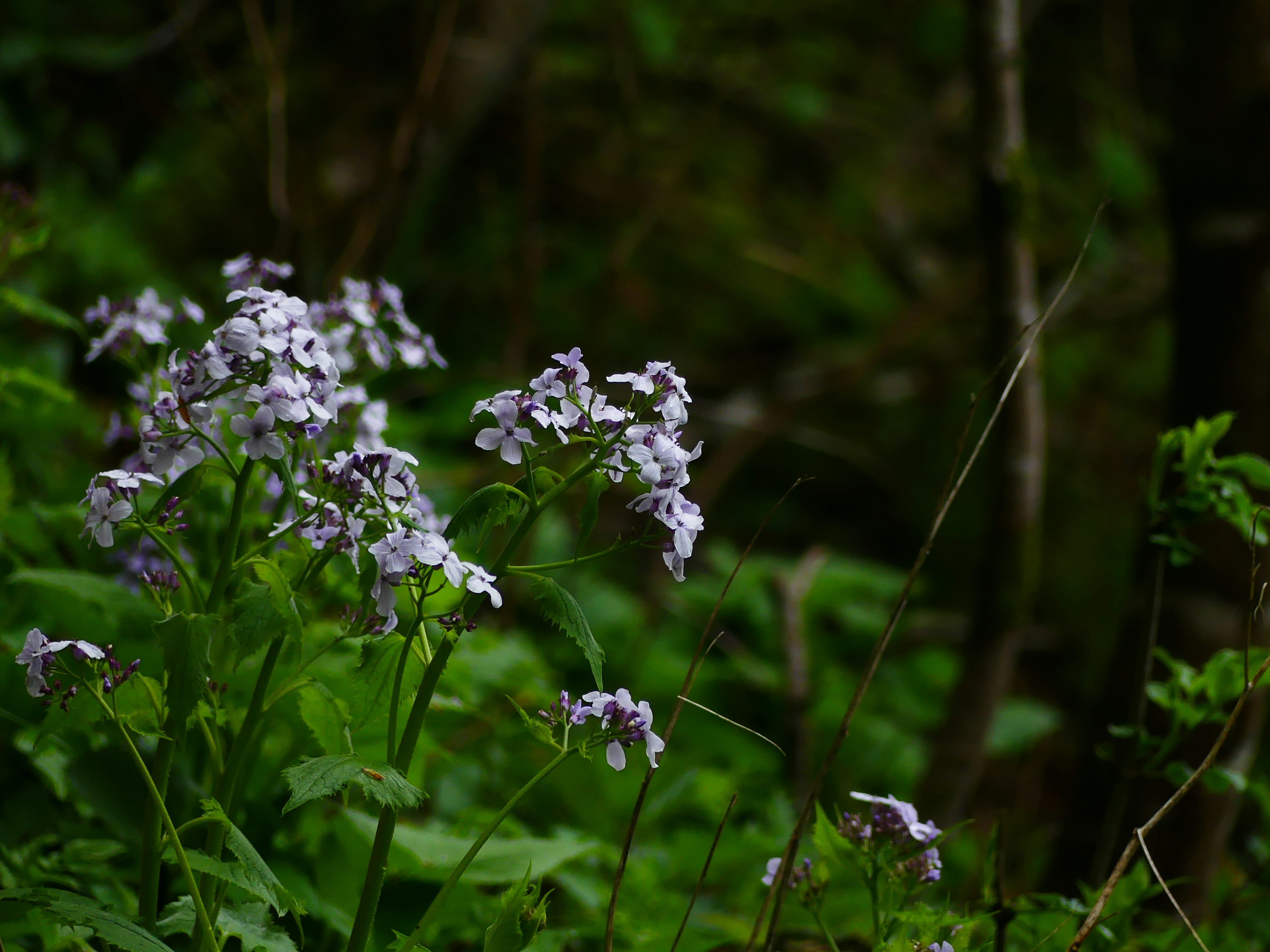 Photo by shinylemon