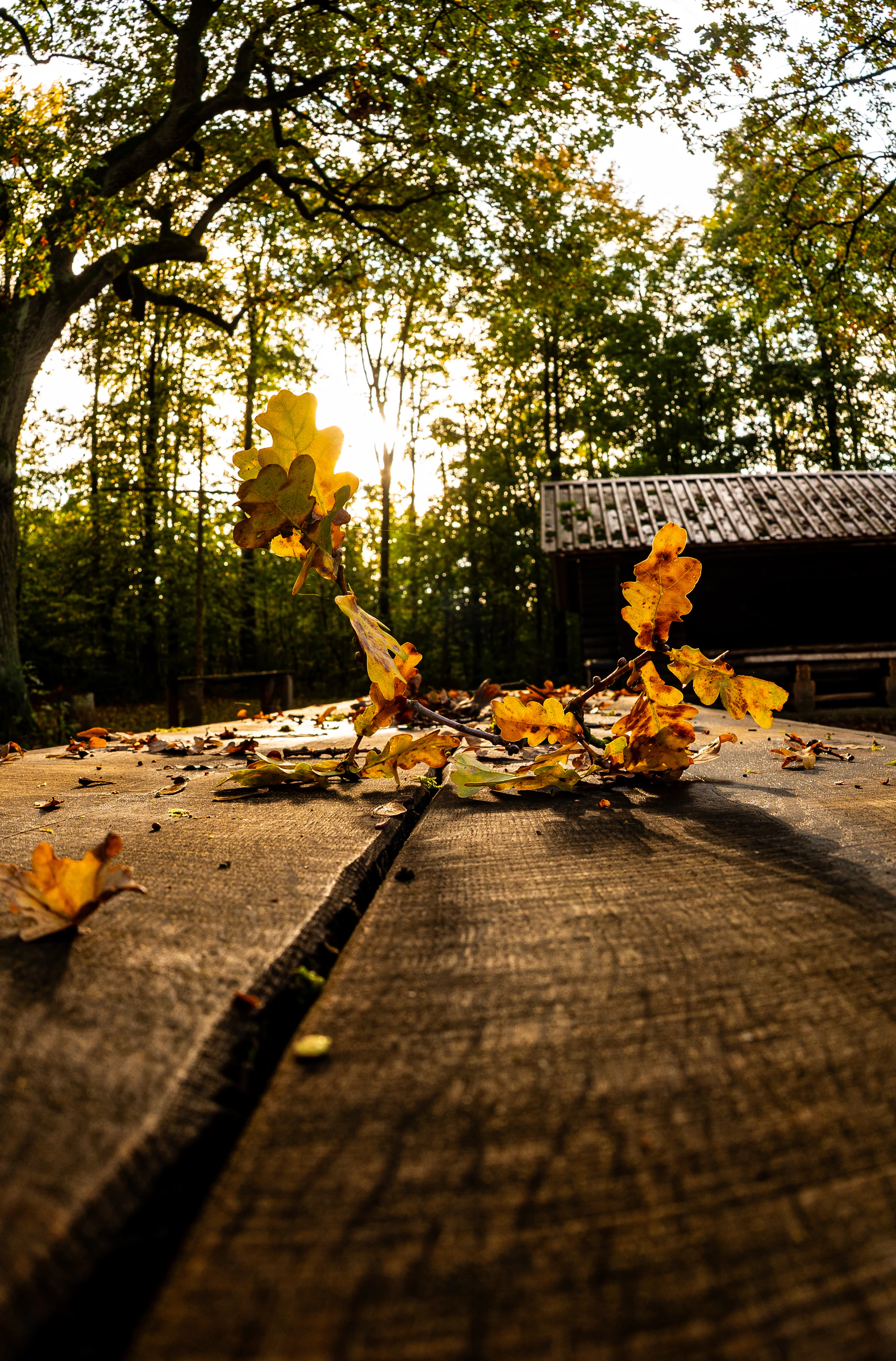 Autumn leaves on a wooden table in forest