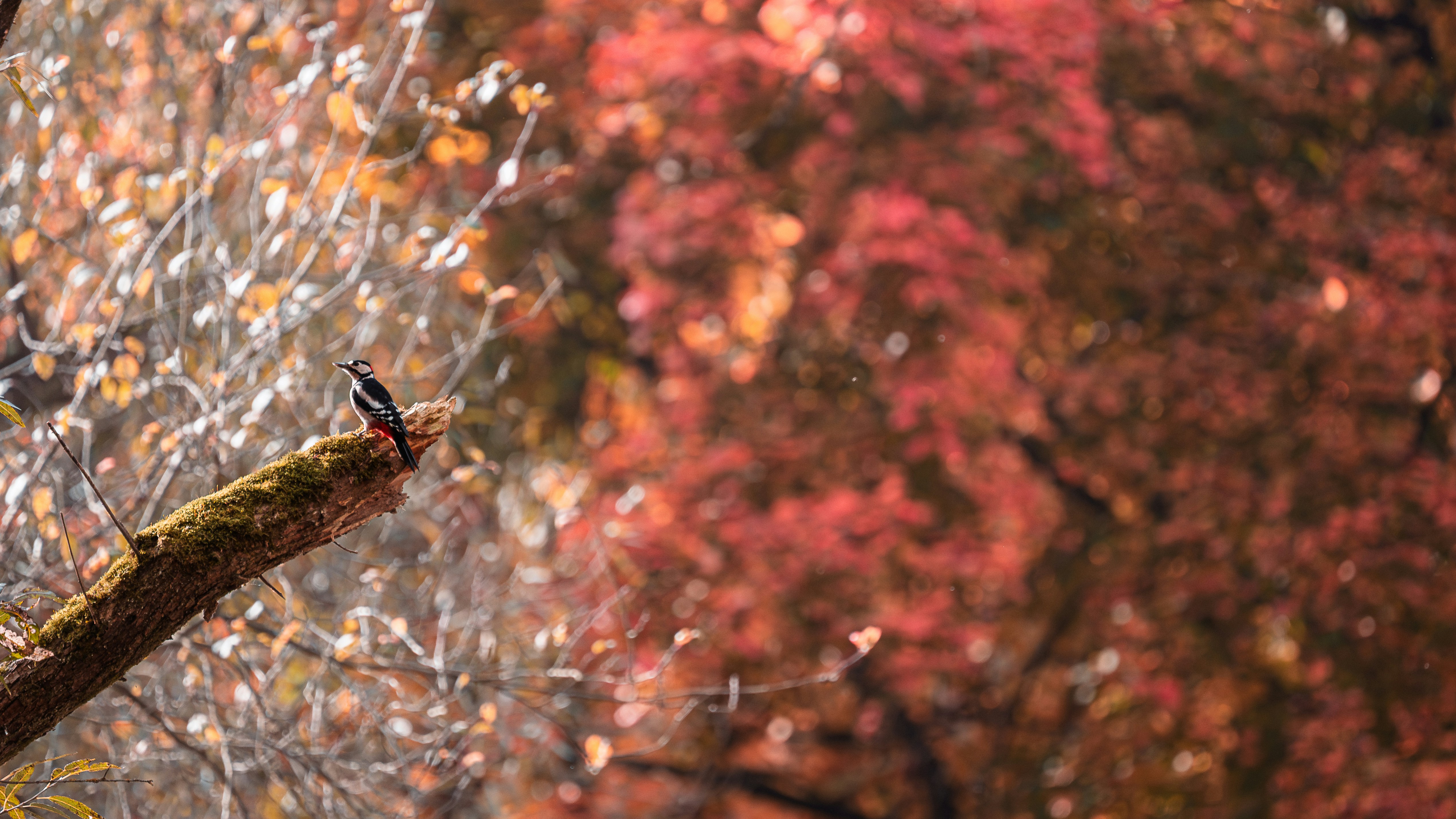 A bird perched on a mossy branch with autumn leaves.