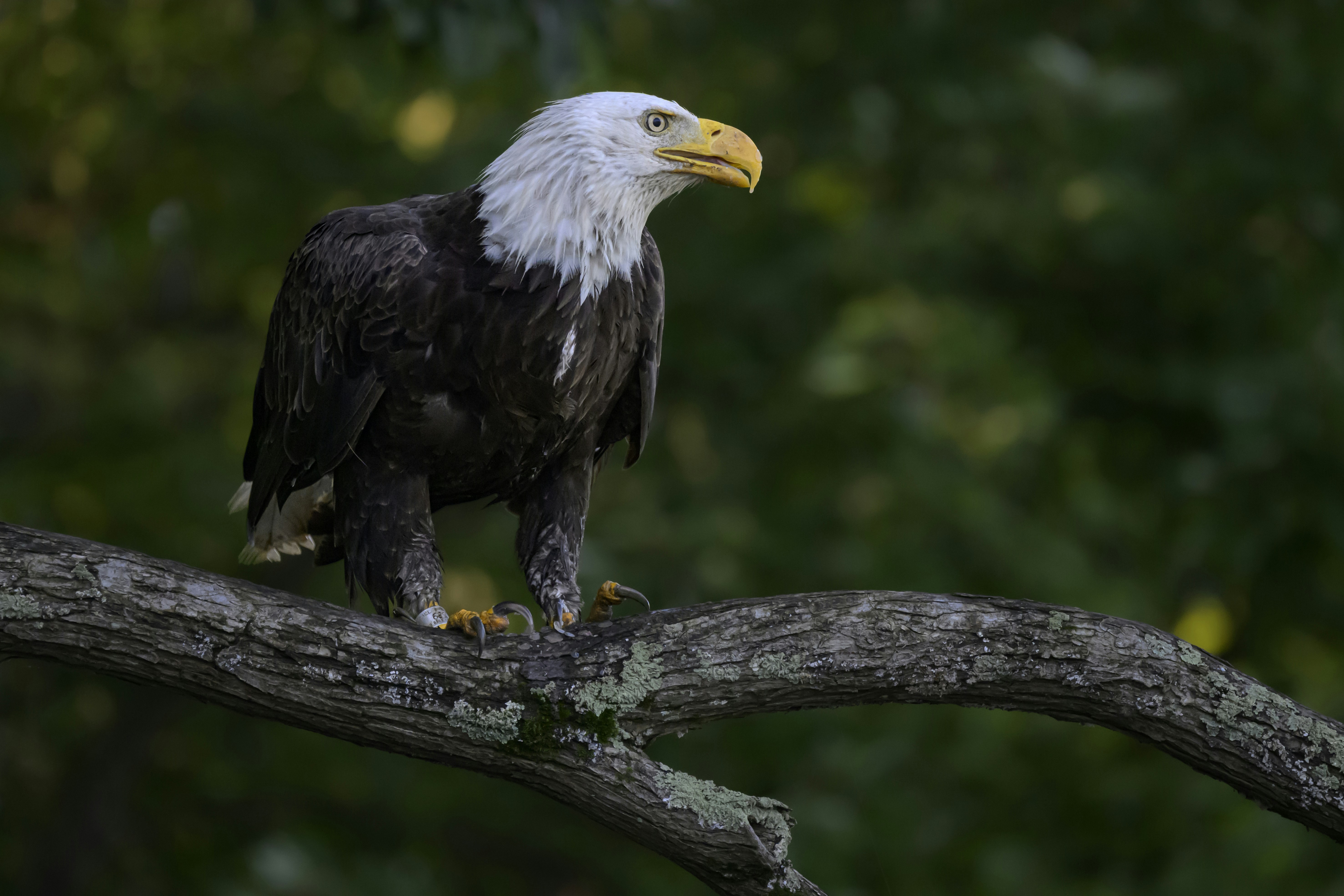Bald eagle perched on a tree branch.