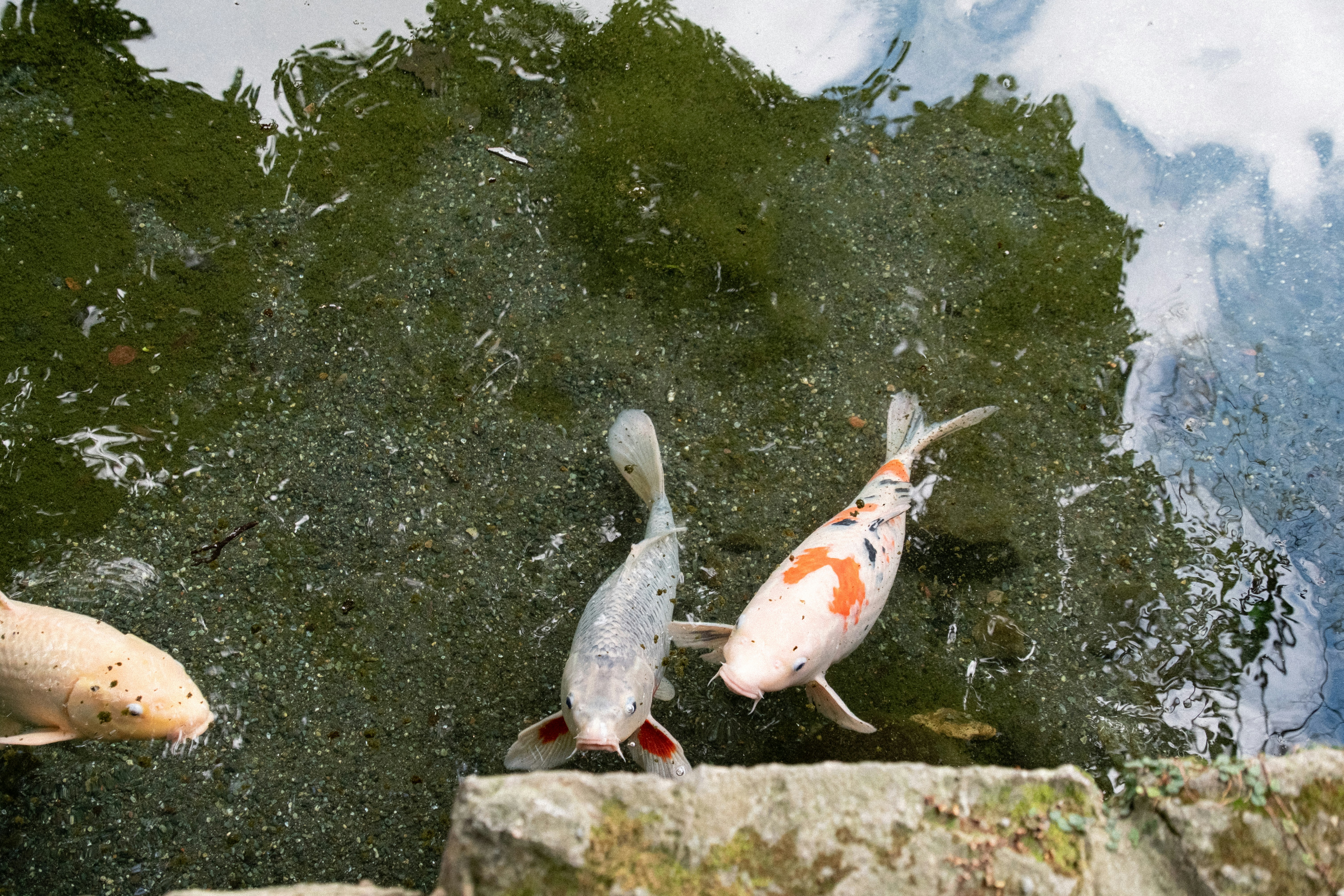 Three koi fish swimming in a pond