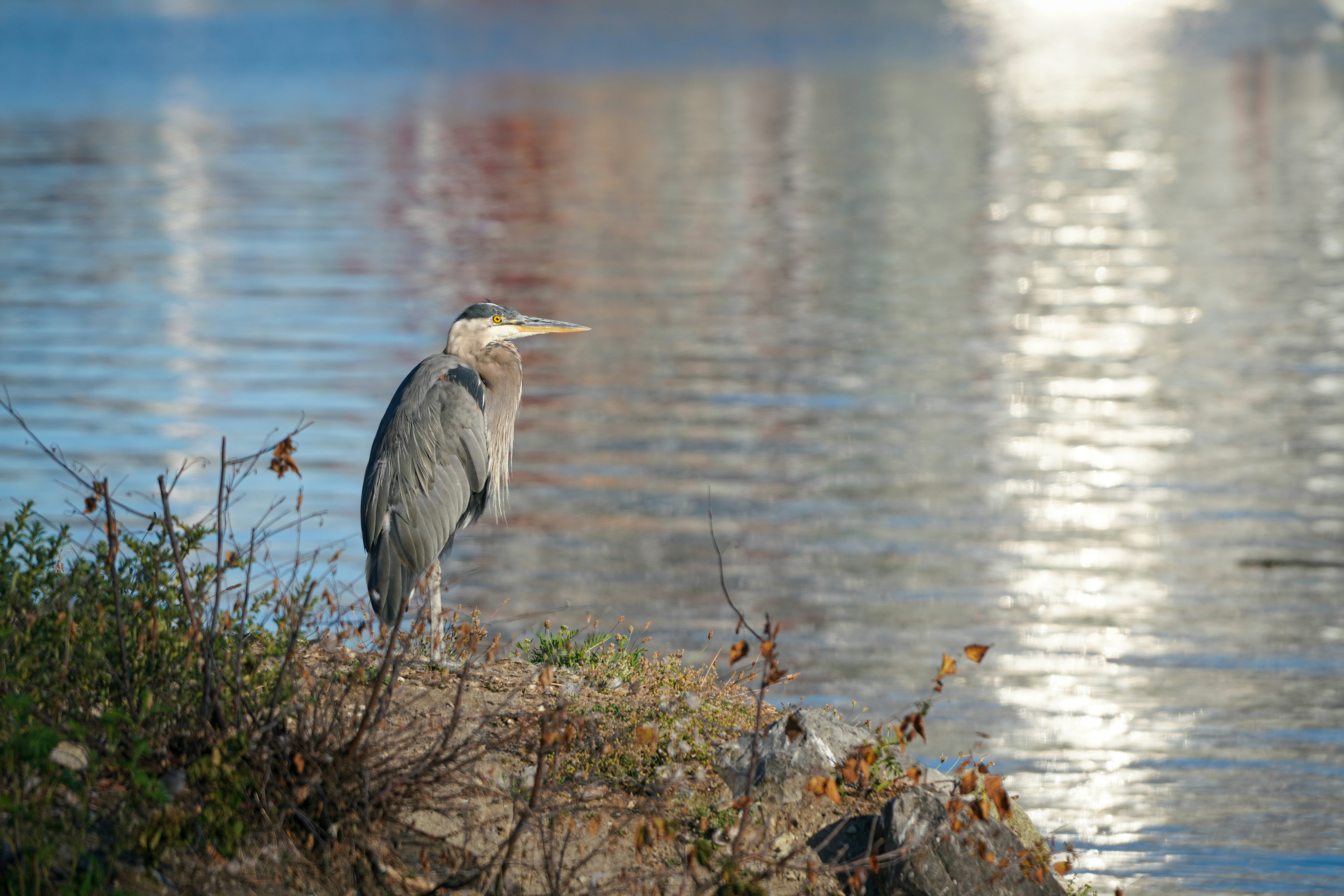 Ein großer Blaureiher steht an einem felsigen Ufer.