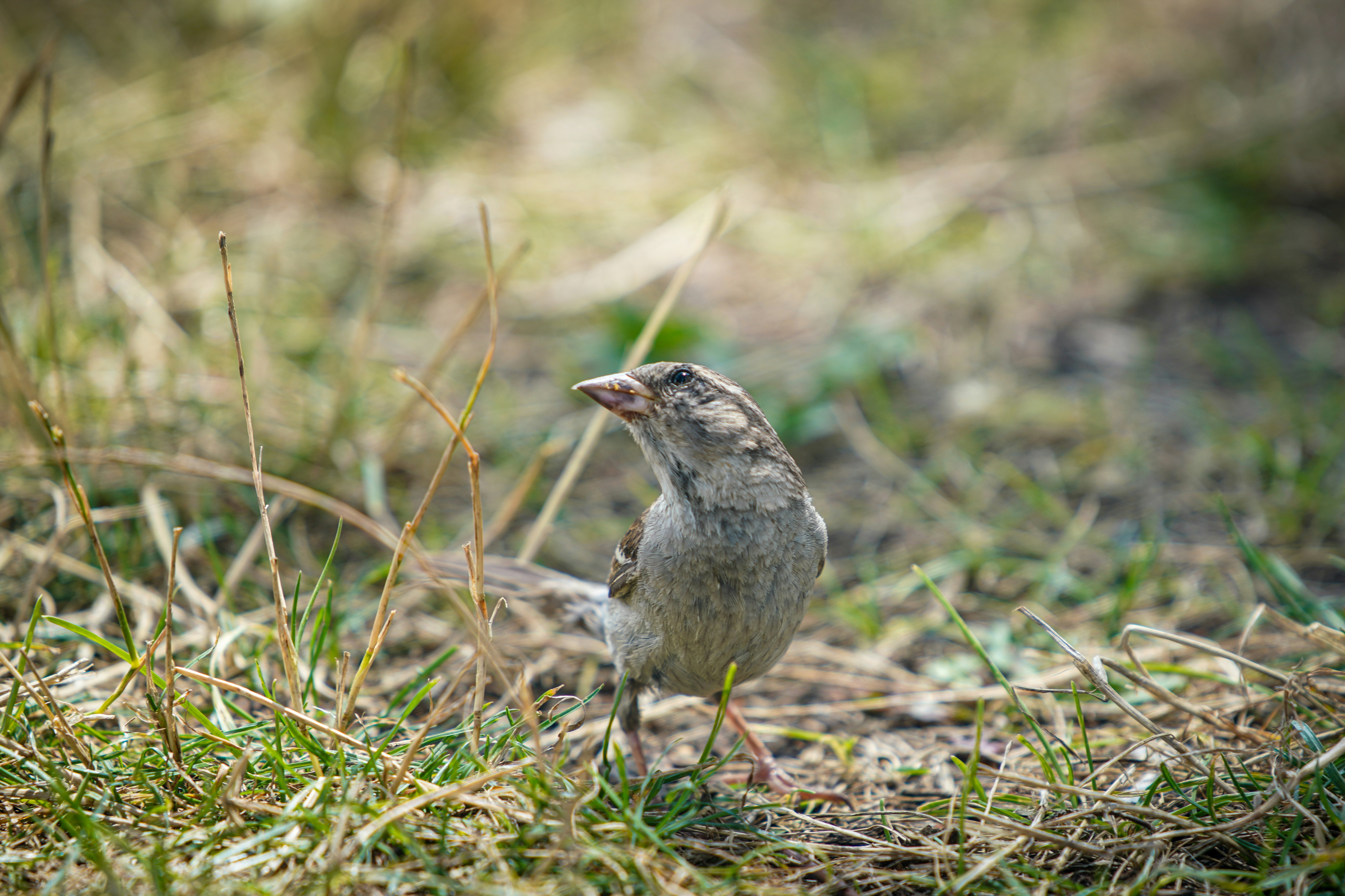 Ein kleiner Spatz steht im trockenen Gras.