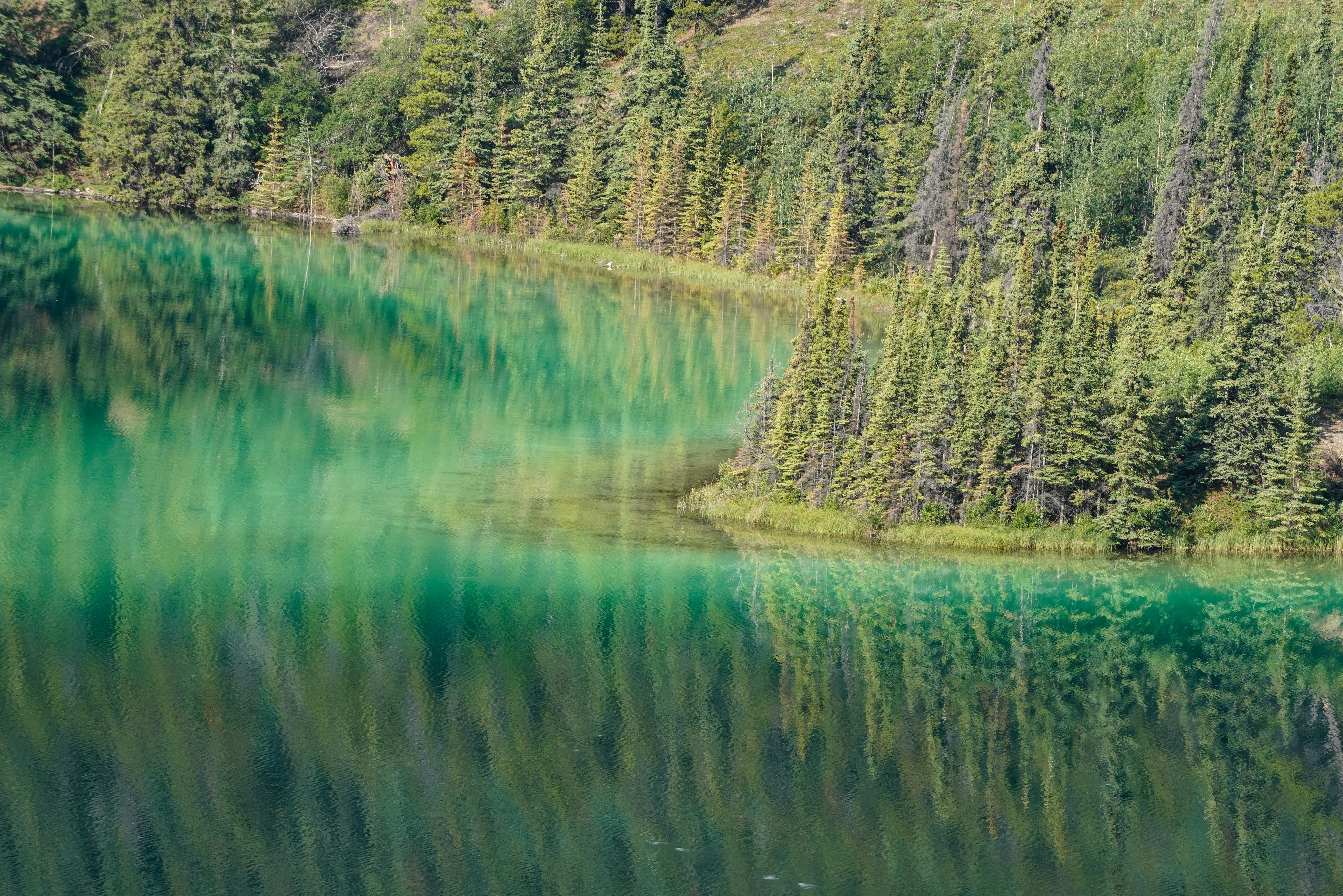 Smaragdsee mit Reflexion der Kiefern