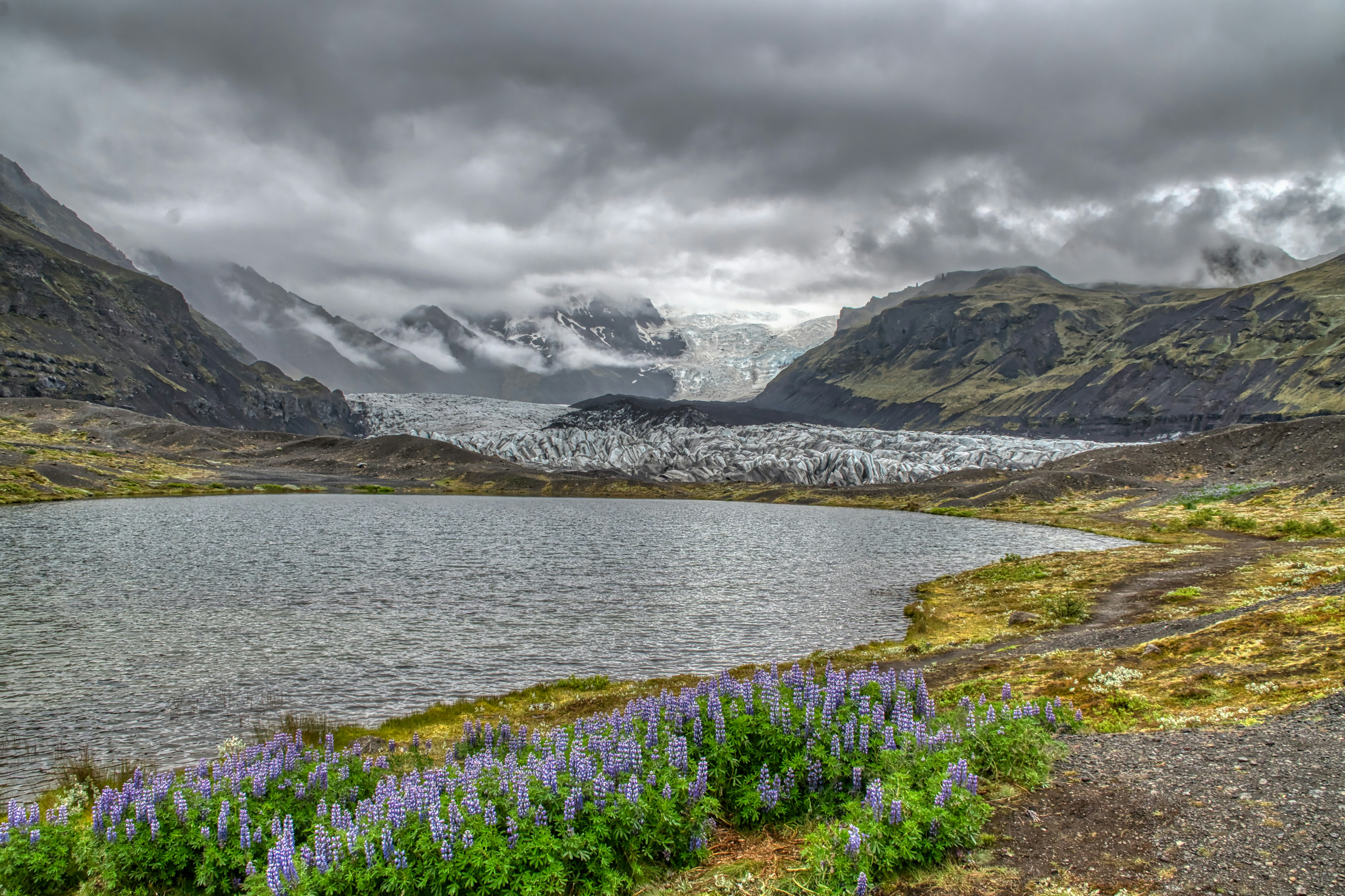 Glacier lagoon with purple flowers and mountains