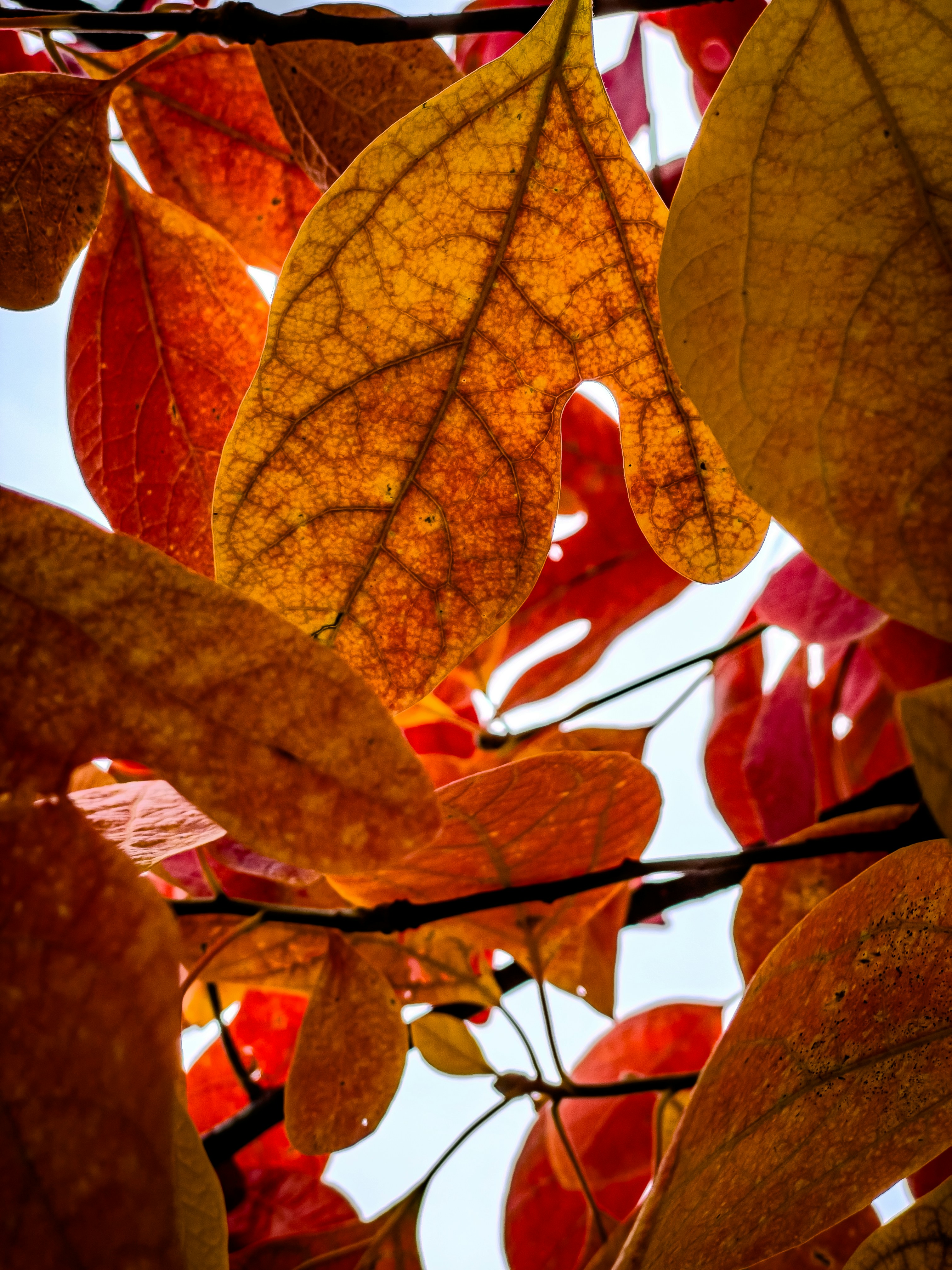 Day 4: Yamagata Prefecture - Mount Zao and Yamadera Temple