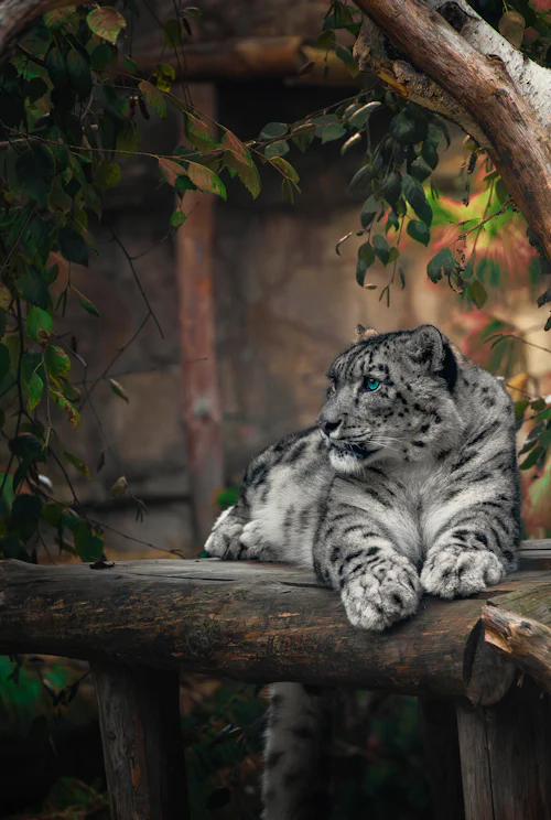 Wildlife Safaris
