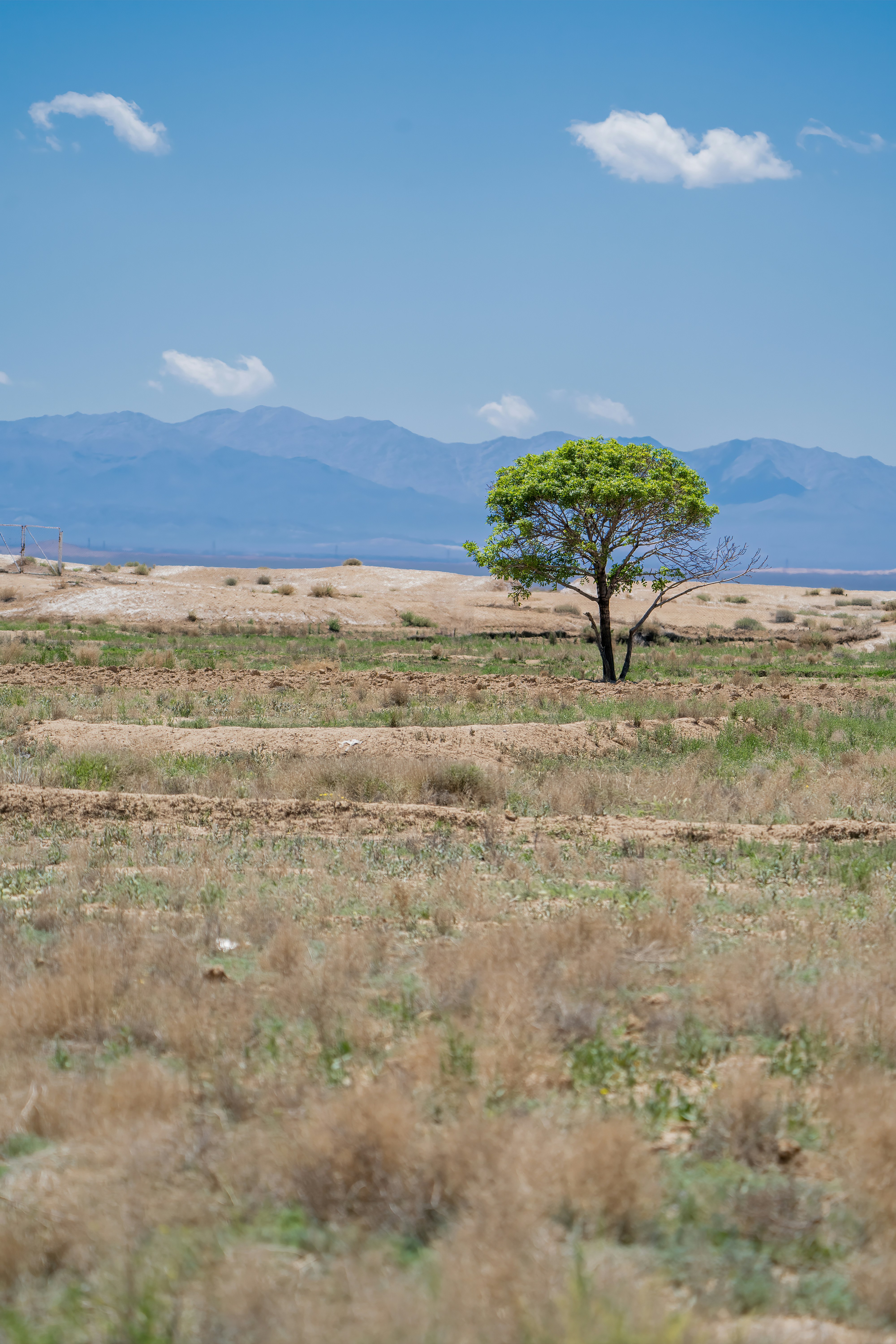 Lone tree in a dry, grassy field with mountains.