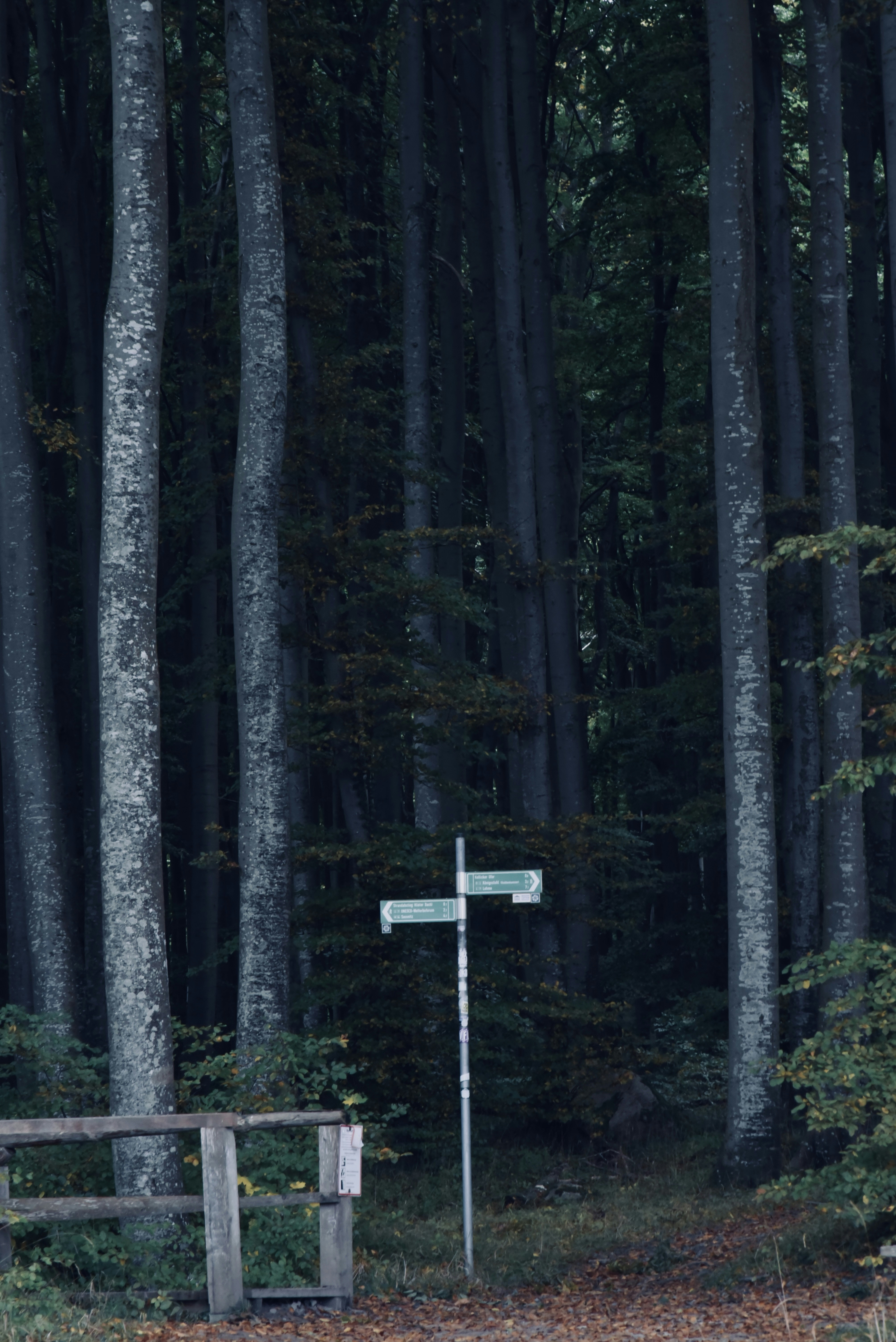 Photo by danny_chen_