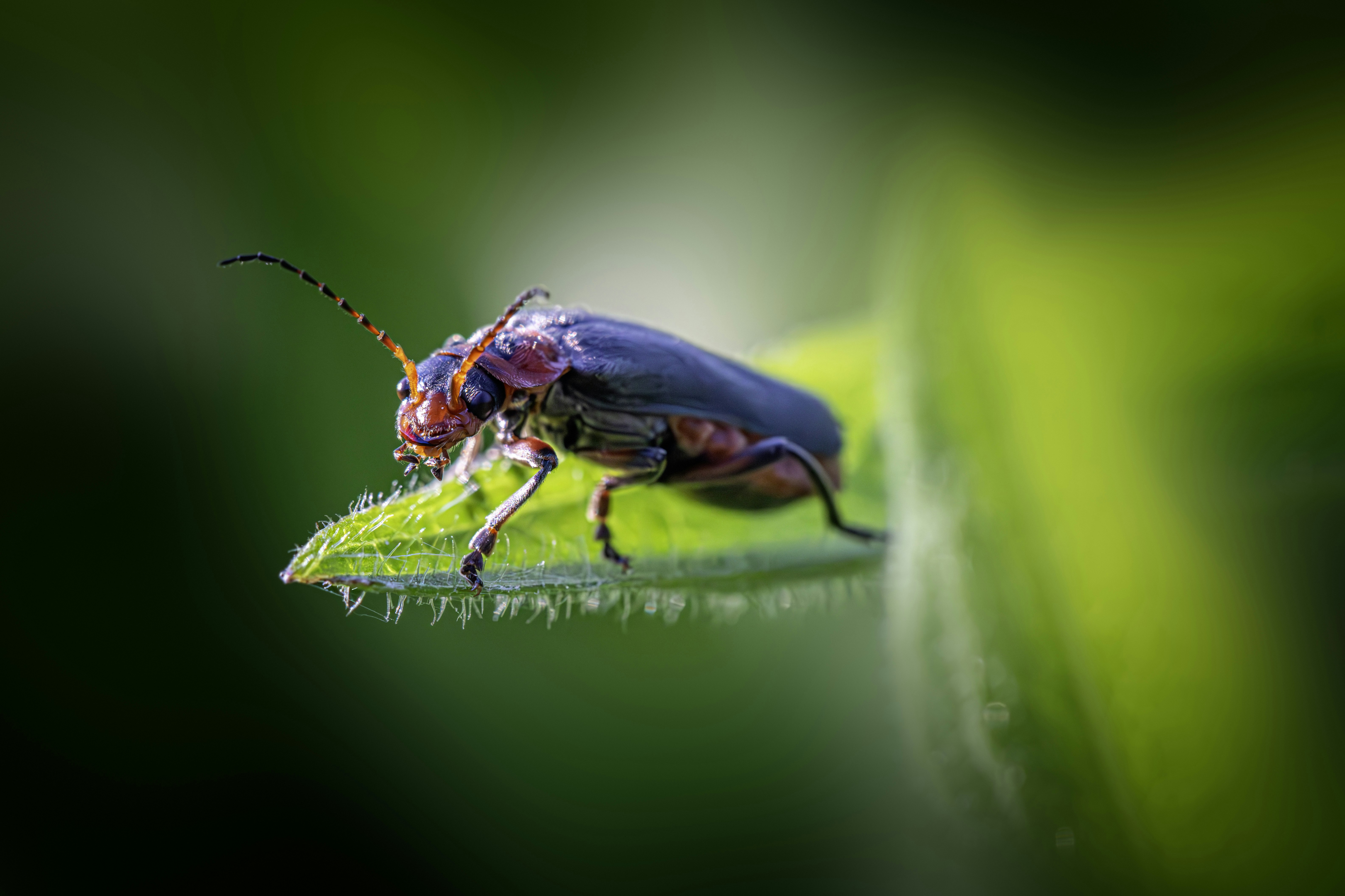 Photo by erik_karits