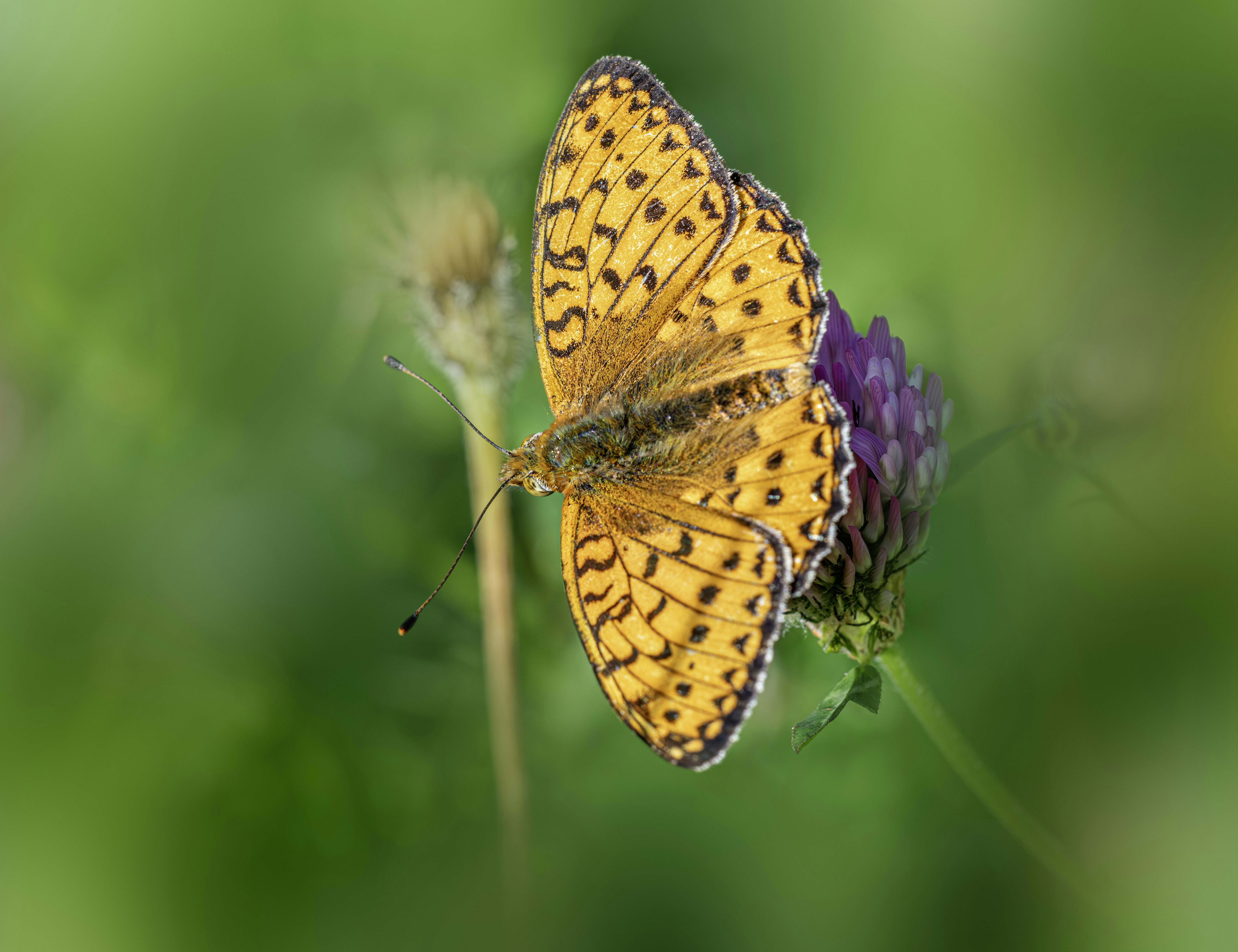 Photo by erik_karits