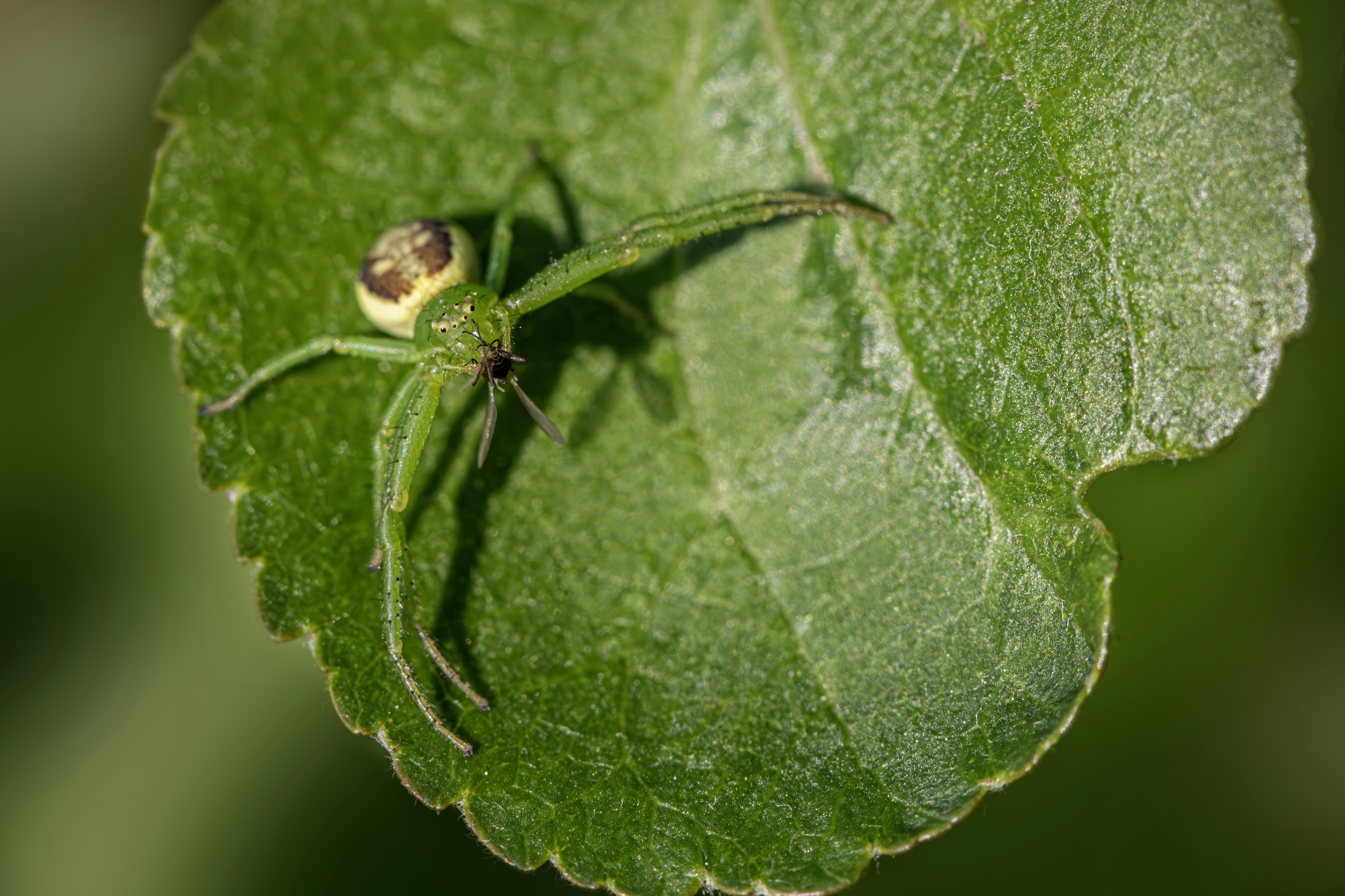 Photo by erik_karits