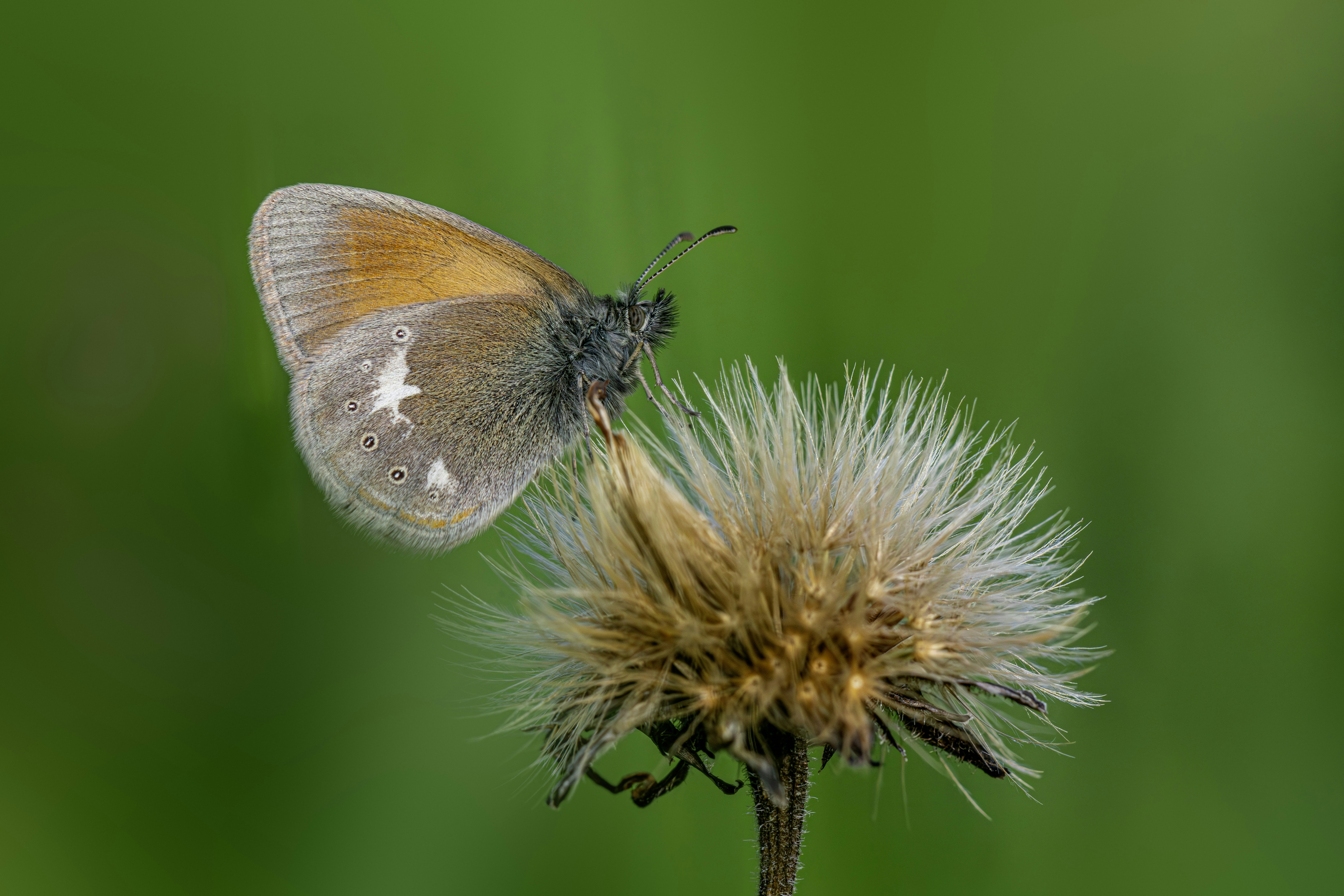 Photo by erik_karits