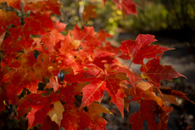 【2026年10月最新】紅葉撮影一人旅の持ち物完全ガイド｜カメラ装備からあったかグッズまで徹底解説