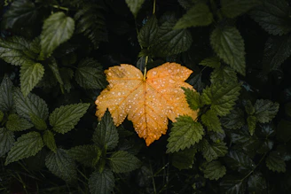 A single yellow leaf with water droplets on it