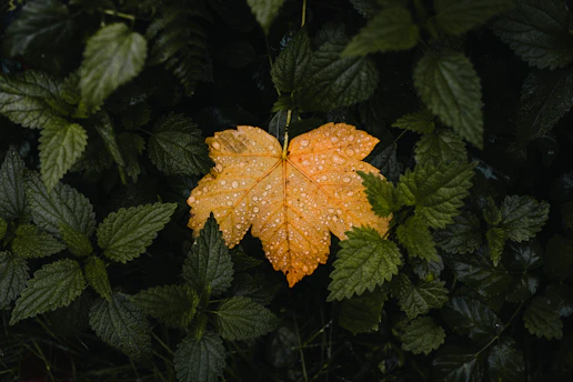 A single yellow leaf with water droplets on it