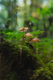 Mushrooms growing on a mossy log in a forest