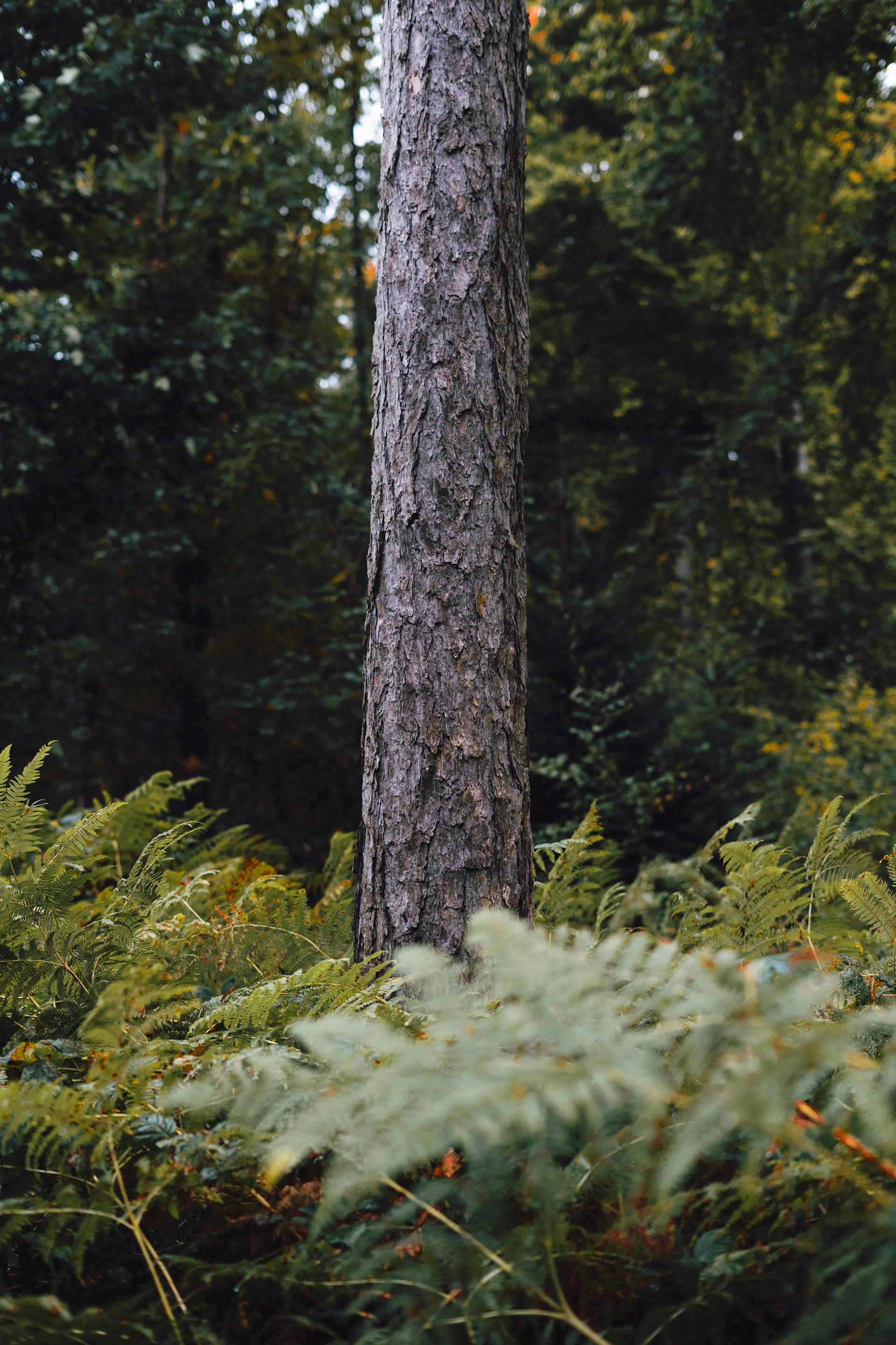 Tall tree trunk surrounded by ferns in a forest.