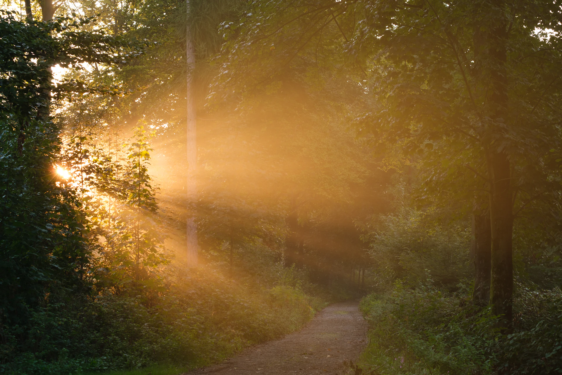 Sunlight streaming through a misty forest path