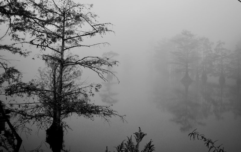 Louisiana landscape