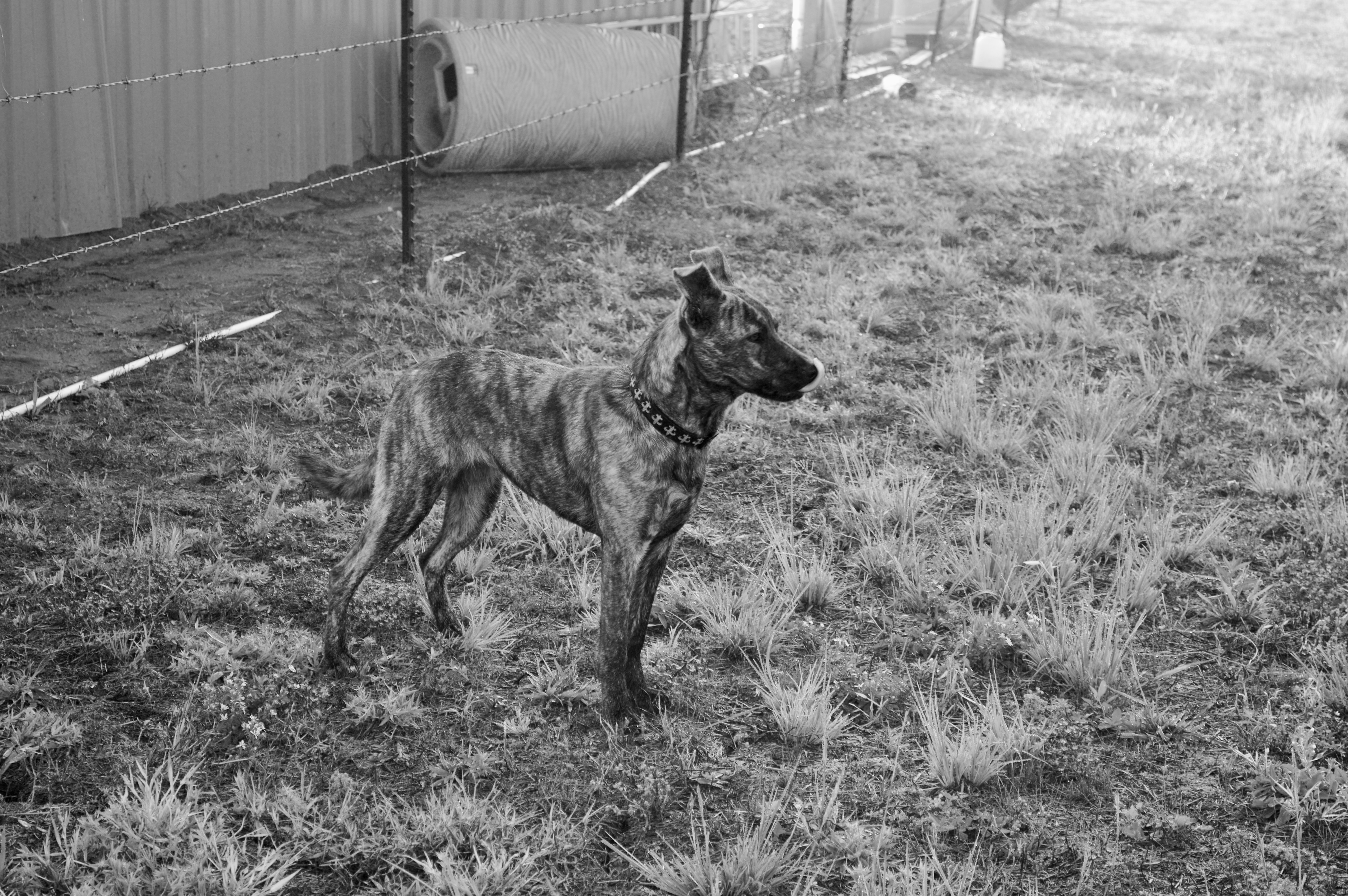 Un perro atigrado se encuentra en un patio cercado y cubierto de hierba.