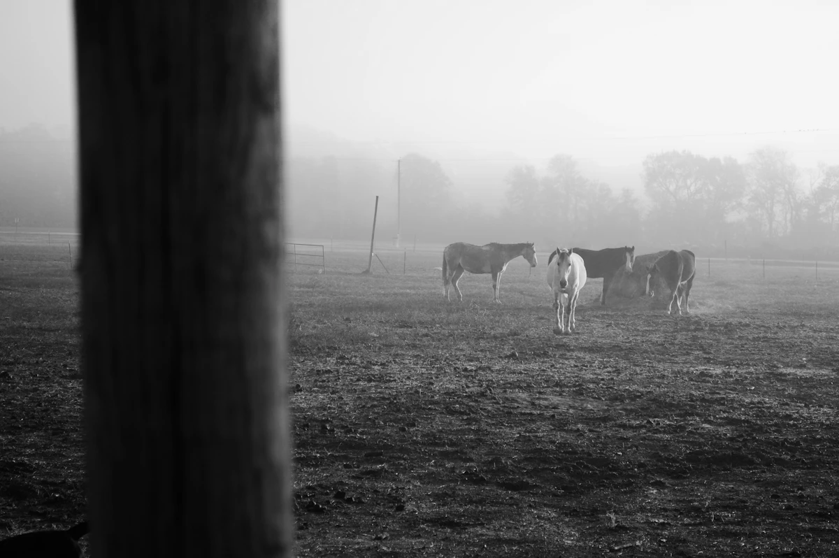 La manada en la niebla del amanecer