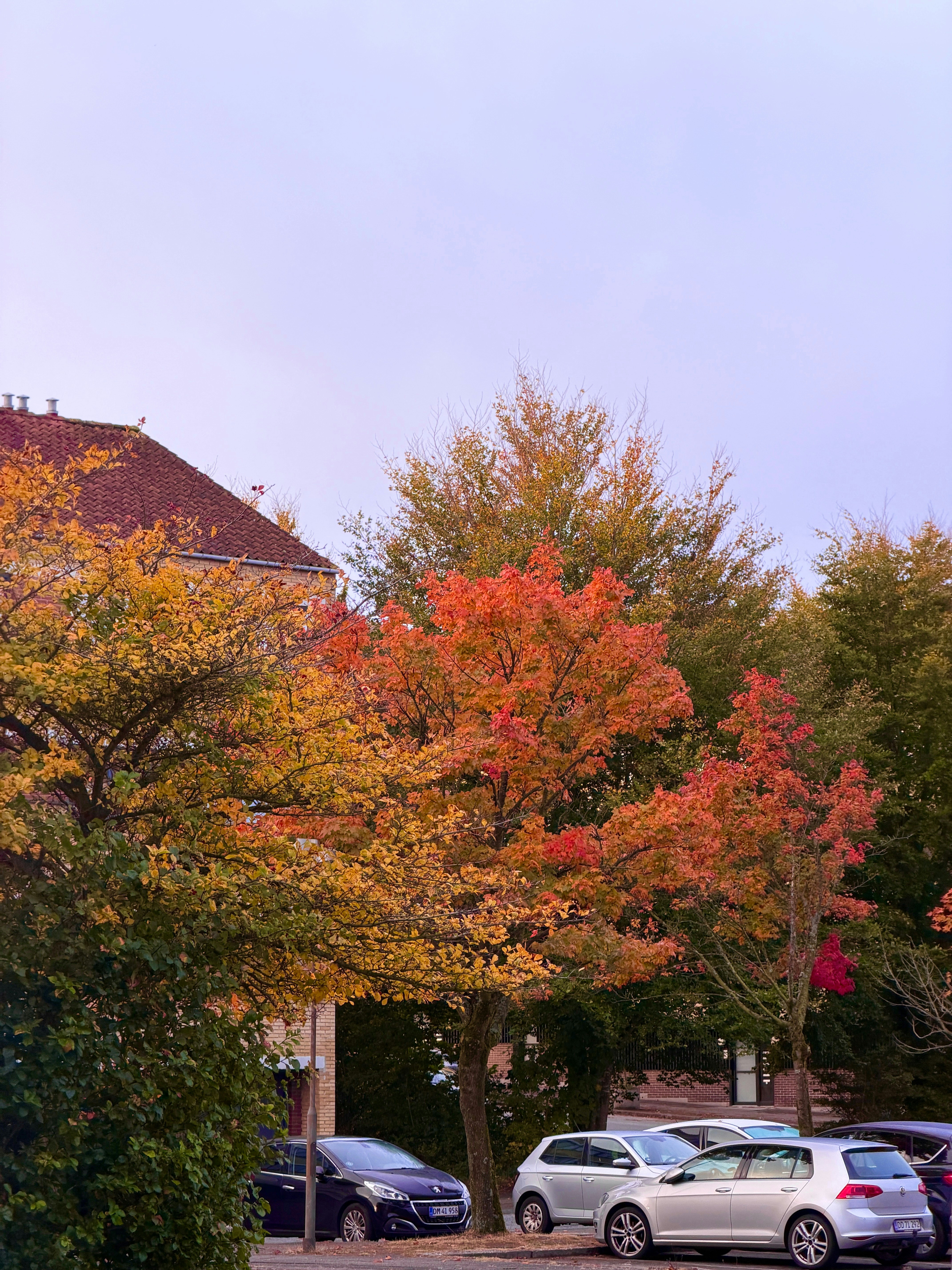 Photo by riajul_palash