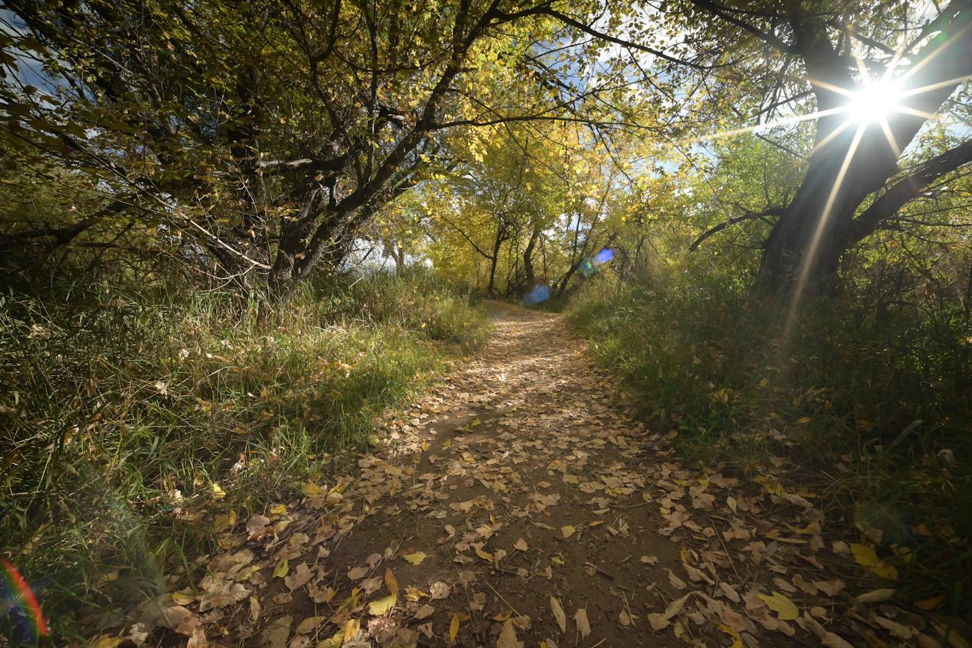 Sunlit walking path through trees, similar to Essex County's reservation trails