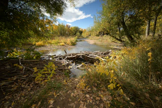 Autumn trees line a river with a beaver dam