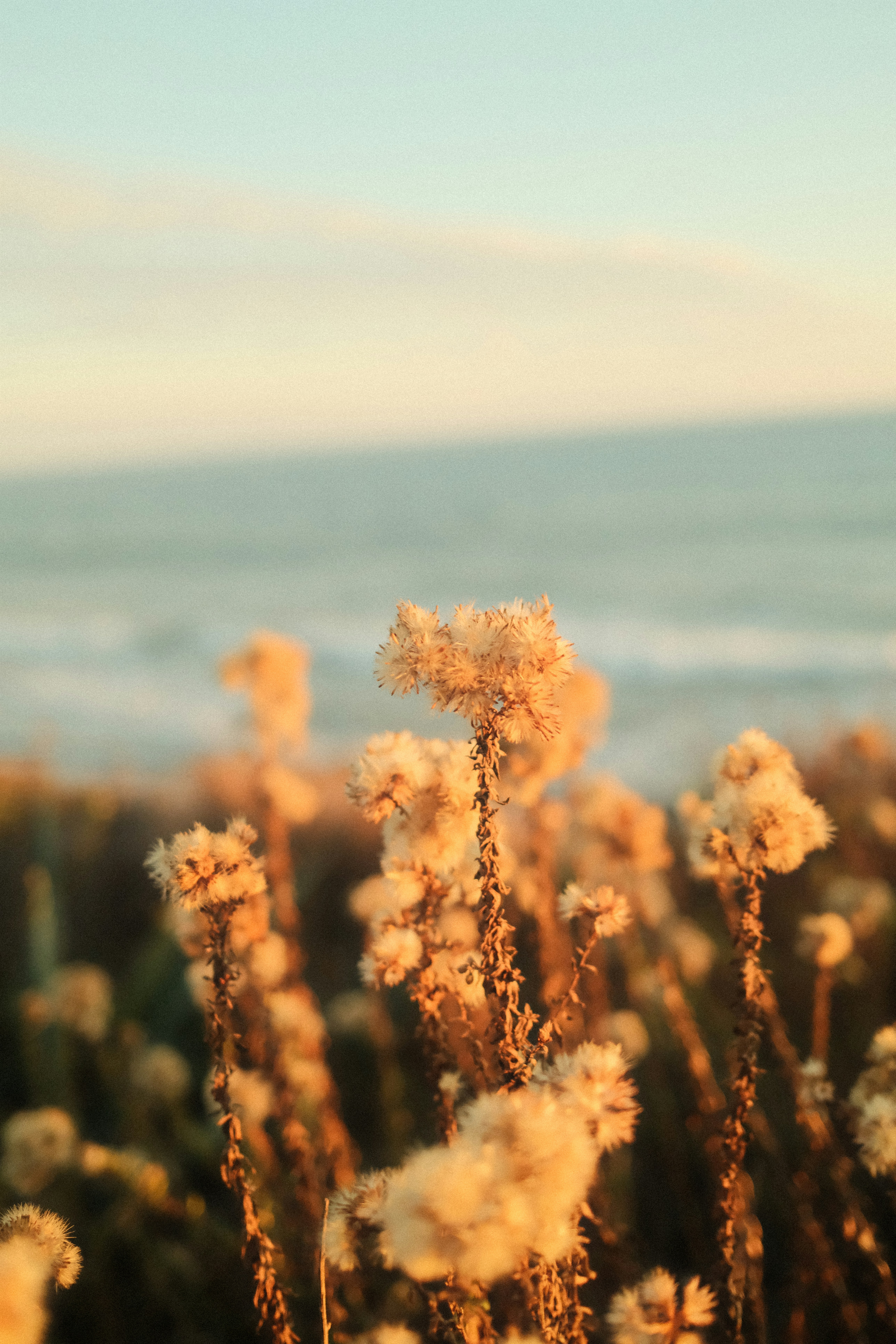Dried wildflowers with ocean and sky background