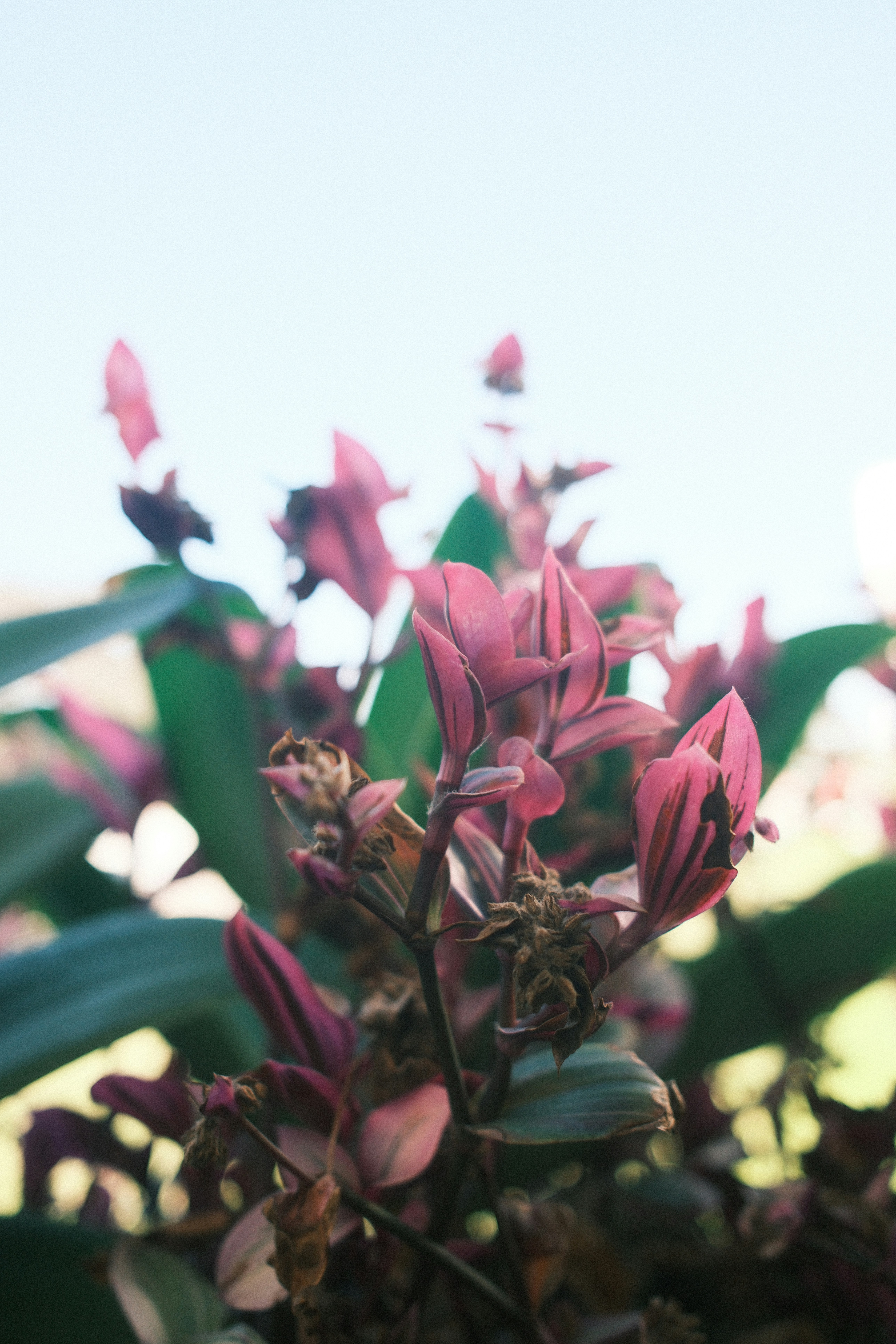 Close-up of pink orchid flowers with green leaves.