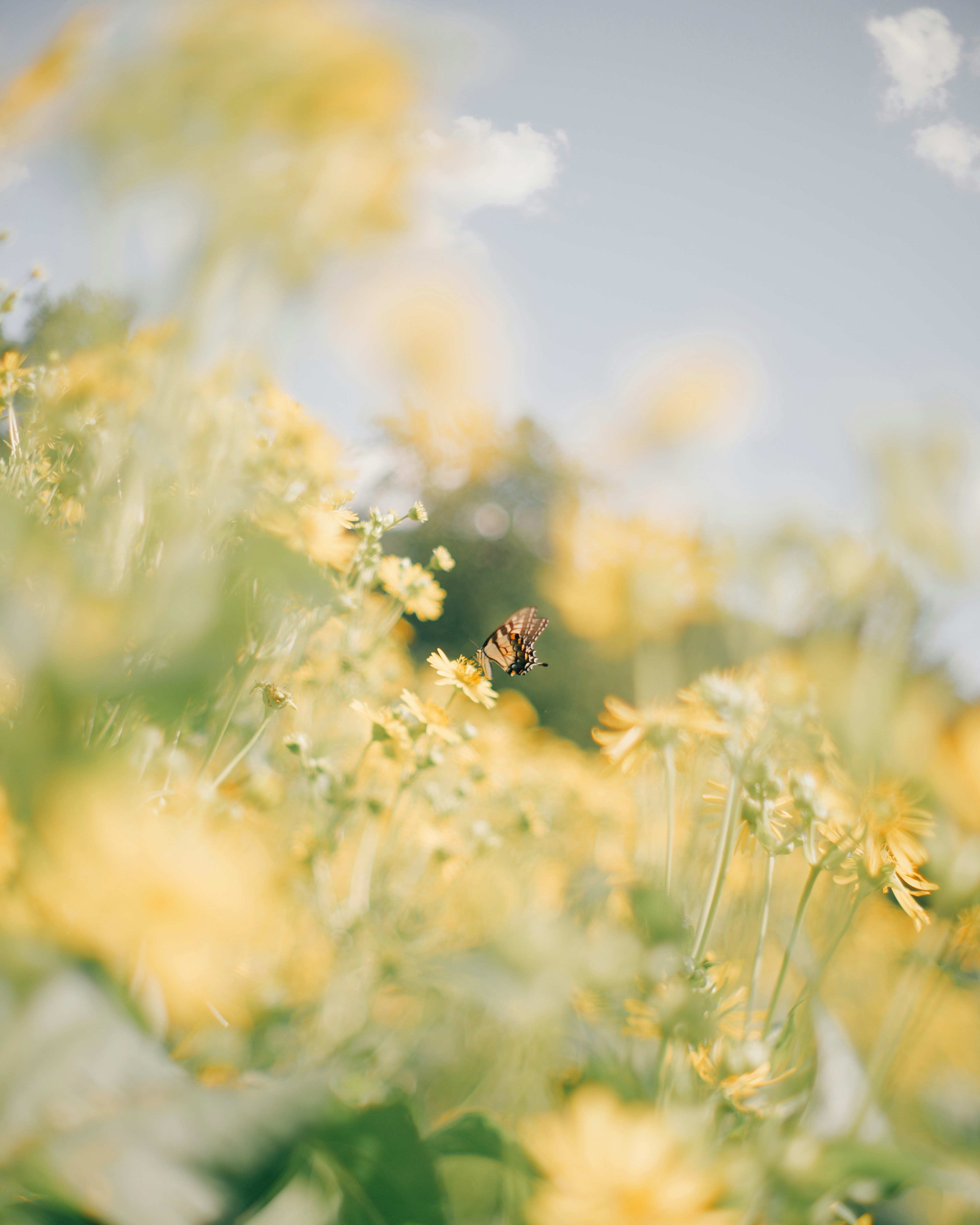 A butterfly rests on yellow flowers in a field.
